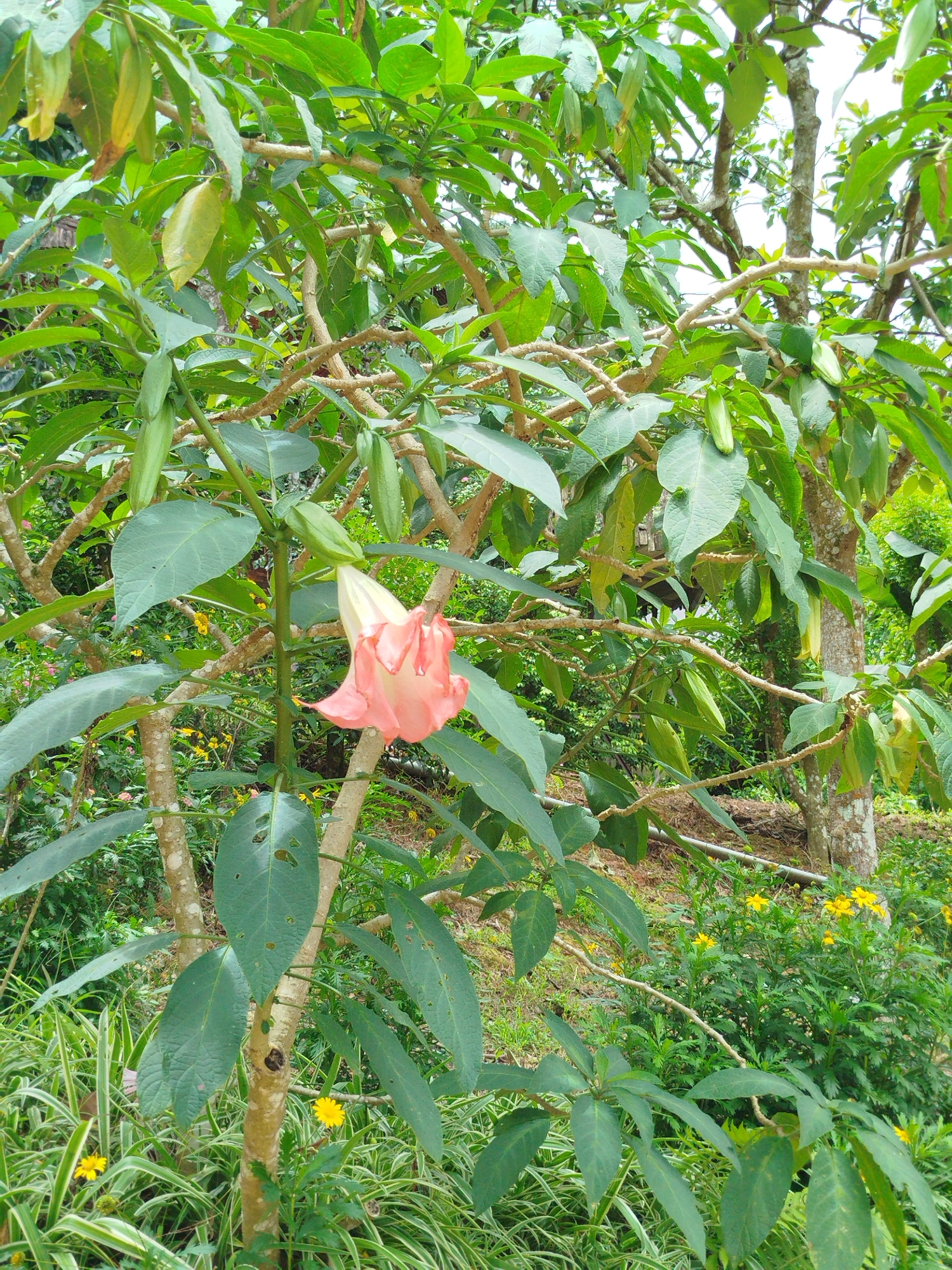 In the city of Đa Thọ, Vietnam, a pink Angel's Trumpet flower (Brugmansia suaveolens) hangs from a branch of a tree. The flower is bell-shaped and facing downwards, with ruffled edges. It is surrounded by lush green leaves and several immature seed pods, also green and elongated. The tree has rough, light-brown bark and branches that twist and turn. In the background, a dense foliage of various green plants and trees creates a natural, tropical environment. Small yellow flowers are visible amongst the greenery at the base of the tree. The scene appears to be an outdoor garden or natural setting.