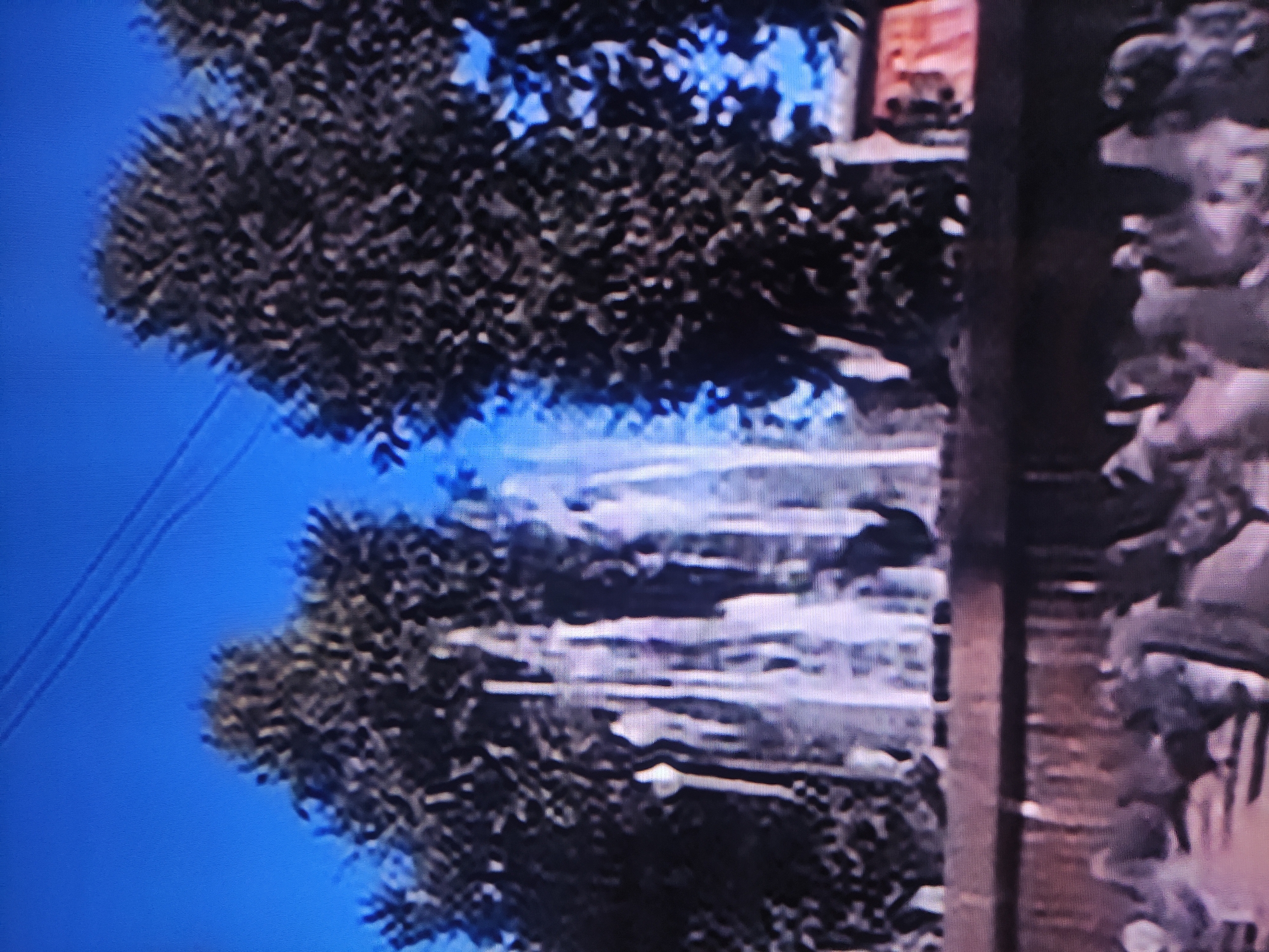 The image, originally rotated 90 degrees clockwise, depicts a daytime outdoor scene, likely in Pavlodar, Kazakhstan. The upper and central left portions are dominated by dense, dark-toned foliage, possibly from trees or large bushes, silhouetted against a vibrant blue sky. Thin, dark lines, resembling utility wires, are faintly visible in the upper left corner against the sky.
On the right side of the frame, a substantial reddish-brown structure, appearing to be a building or a textured wall, stands vertically. Along its right edge, there are light-toned architectural details or decorative elements, though their exact form is unclear due to image blur. A light-colored, horizontal strip occupies the bottom of the image, potentially a street, path, or a reflective surface.
The scene conveys a static view with no discernible human activity or individuals. The bright blue sky indicates clear weather during the day. The image quality is low, characterized by significant blurriness, pixelation, and noticeable vertical banding, suggesting it may be a photograph of a screen. There is no visible text in the media file.