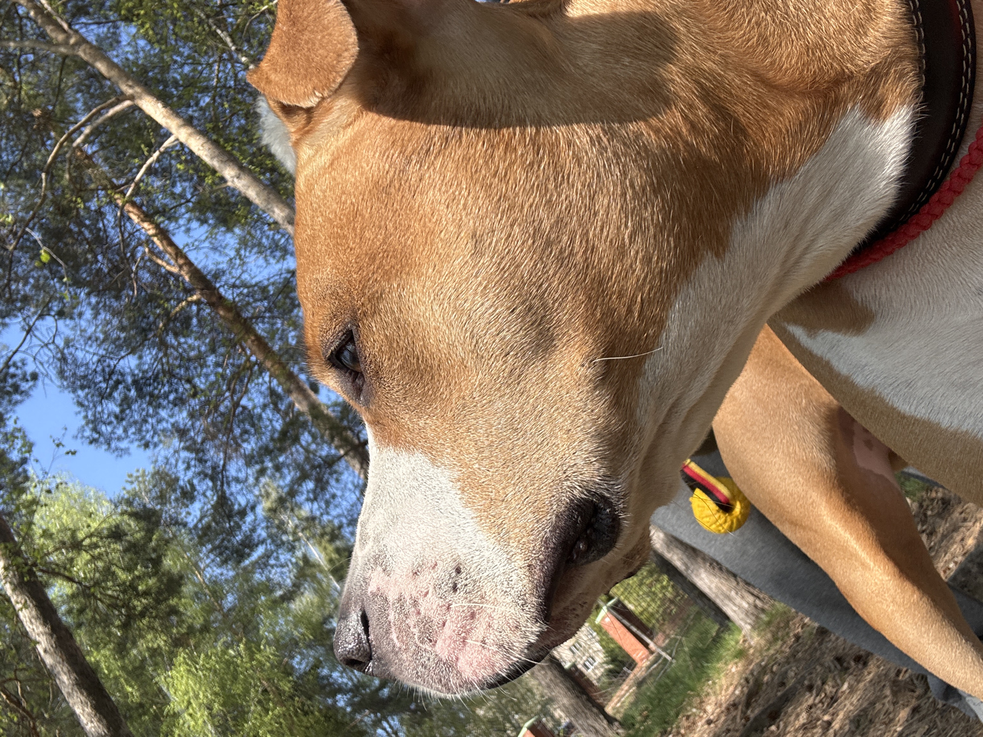 A close-up shot of a dog, possibly a pit bull mix, outdoors. The dog has tan and white fur and a black nose. It's wearing a brown collar with a red braided rope accent. The background includes trees, blue sky, and glimpses of a building or structure. The location and name of the city of Chaikovsky, Russia is not evident from the image.