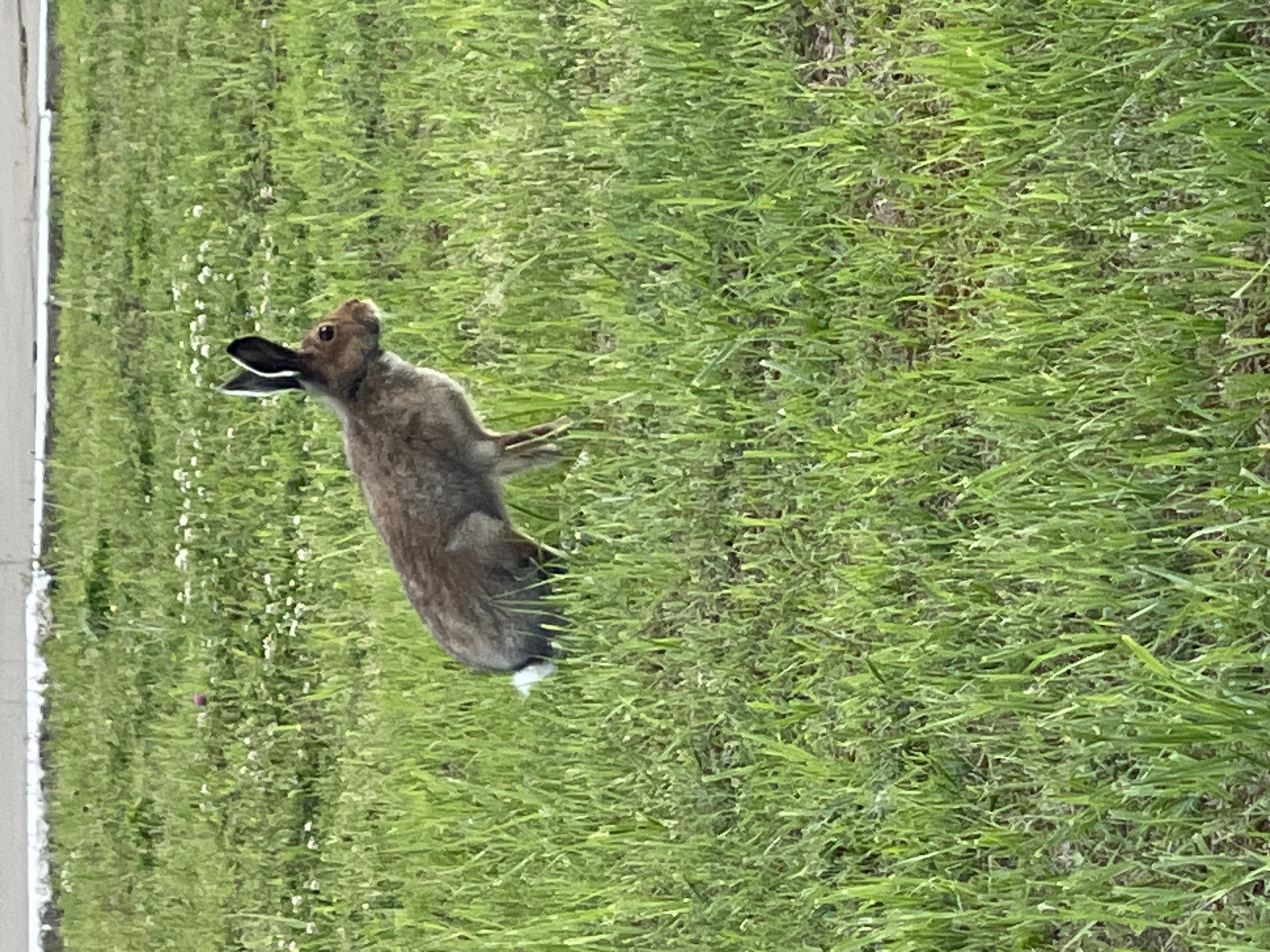 The primary image shows a wild rabbit-like animal, identifiable as a hare due to its long, black-tipped ears and lanky build, standing upright on its hind legs in a grassy field. The image itself is oriented vertically (rotated 90 degrees clockwise). The hare has brown-grey fur and a distinctive white fluffy tail. Its head is slightly turned, and its posture appears alert, suggesting it is observing its surroundings.
The setting is an outdoor environment covered in lush, vibrant green grass, which is detailed in several of the provided crops. Numerous small white flowers are scattered throughout the grass, and a single, tiny purple flower is visible on the left side. A light-colored, vertical structure, possibly a wall or fence, runs along the far left edge of the frame. The ground beneath the dense grass appears darker. The scene takes place during daytime, with soft lighting that suggests either an overcast sky or early/late sun. No people are present, and there is no visible text. The animal's stance conveys a sense of curiosity or watchfulness.