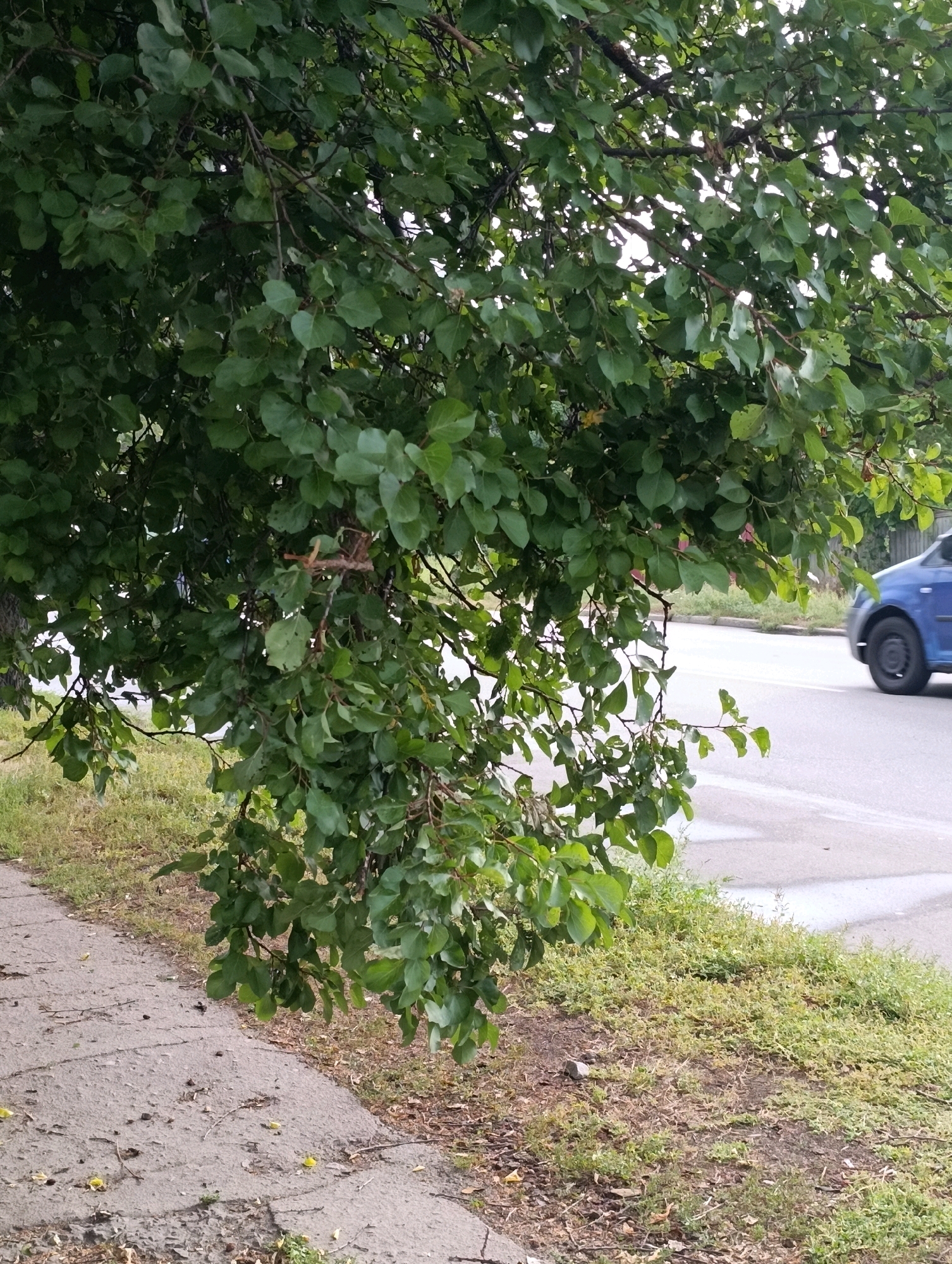 The image shows a tree with green leaves overhanging a paved sidewalk and a road. A blue car is visible on the road in the background. The scene appears to be an urban environment in Cherkasy, Ukraine, with grass and dry leaves on the ground next to the sidewalk and road. The lighting suggests it is daytime.