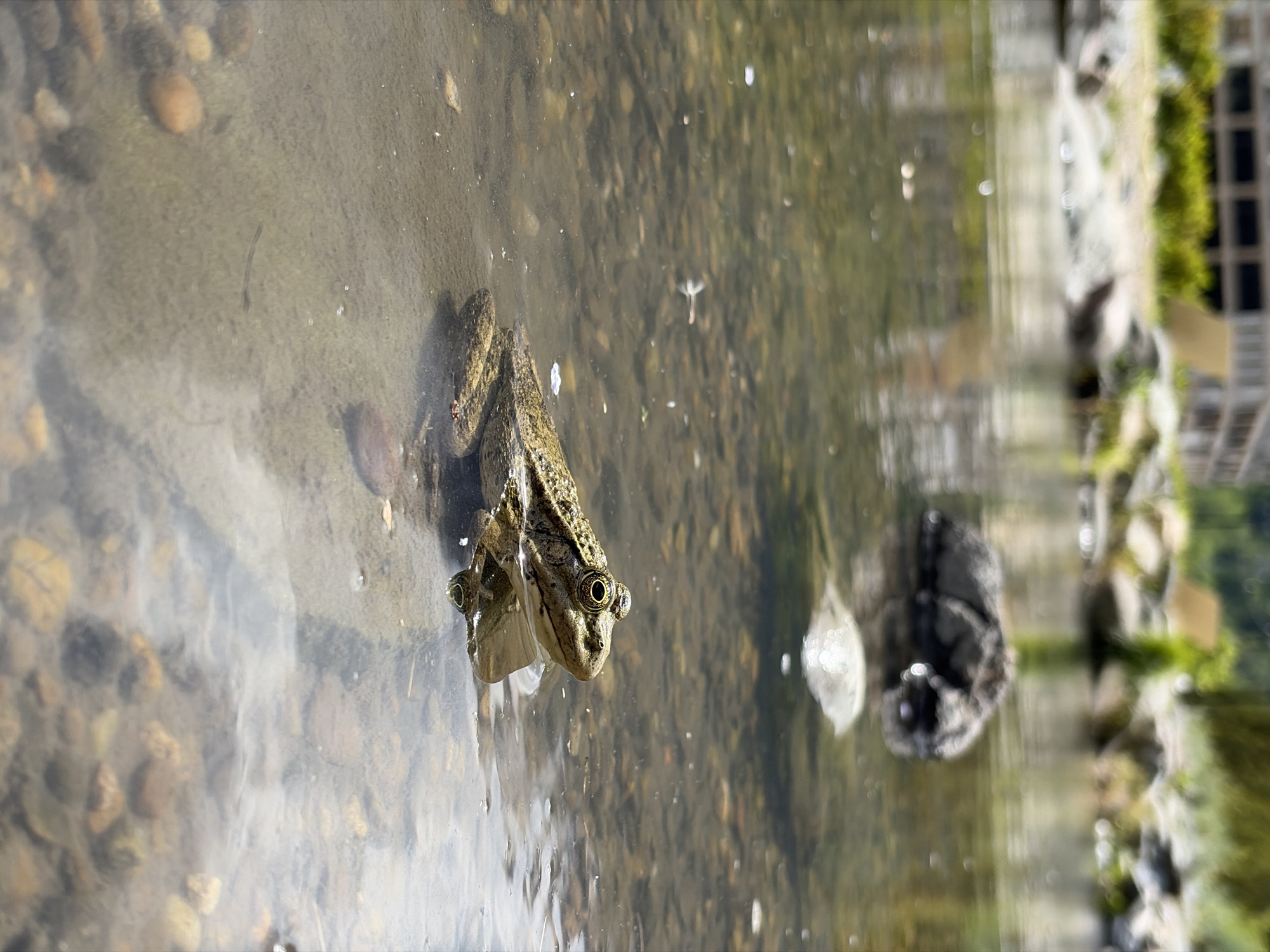 A photograph taken in Estosadok, Russia, shows a frog partially submerged in shallow water. The frog, located on the left, is light brown with darker markings and is facing the camera. The water is clear enough to see pebbles and sediment on the bottom. A reflection of a structure, possibly a building with greenery, is visible in the water in the background.