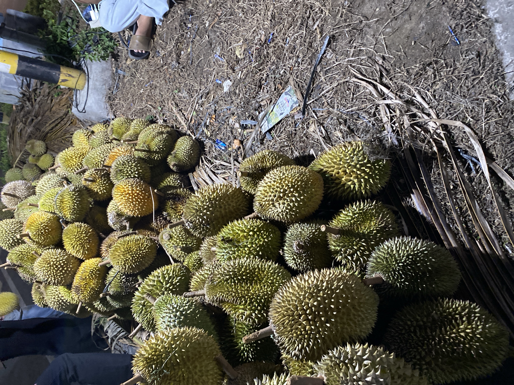 The image shows a large pile of durians, a tropical fruit known for its spiky exterior and pungent odor. The durians are mostly green and yellow, with some showing signs of ripeness. They are arranged in a somewhat haphazard manner, suggesting they are either being sold or prepared for transport.
In the background, a person's legs and feet are visible, clad in white trousers and brown sandals. The person appears to be standing or sitting near the durians. The setting seems to be an outdoor market or a roadside stall, judging by the dry grass, dirt, and scattered debris on the ground. There is also a black and yellow striped pole, which could be part of a sign or a barrier.
The lighting in the image suggests it might be evening or night, as artificial lights are casting shadows and highlighting certain parts of the scene. There is no clear indication of the weather, but the dry ground might suggest a dry period.
The overall impression is that of a bustling fruit market or a seller preparing their produce. The durians are the clear focal point, and their abundance indicates a significant harvest. There is no discernible text in the image, and the emotions of the person are not visible.