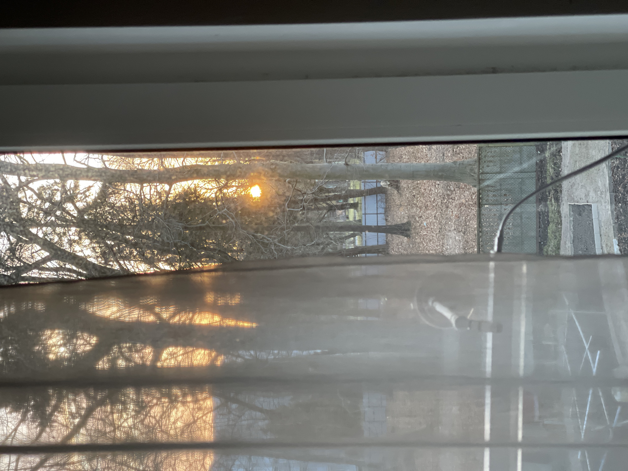 An interior view looks outward through a window in Svetlogorsk, Russia, partially obscured by a light-colored, translucent curtain. The white window frame occupies the right edge of the image. A metallic window latch or handle is visible through the curtain in the lower-left quadrant. A thin, dark cable extends upwards from the bottom center.
Beyond the window, an outdoor scene unfolds under a low sun, indicating either sunrise or sunset. The sun, a bright orange-yellow orb, is visible through the bare branches of multiple deciduous trees in the midground, slightly right of center. The ground beneath the trees is covered with fallen leaves. A low, grey metal fence with a concrete base runs horizontally across the midground. Below the fence and immediately outside the window, a small plot of dark soil with concrete edging is visible. Additional trees, some appearing evergreen, form the backdrop. Distant structures, possibly buildings with light-colored facades, are partially visible through the curtain and trees on the far left. No individuals are present.