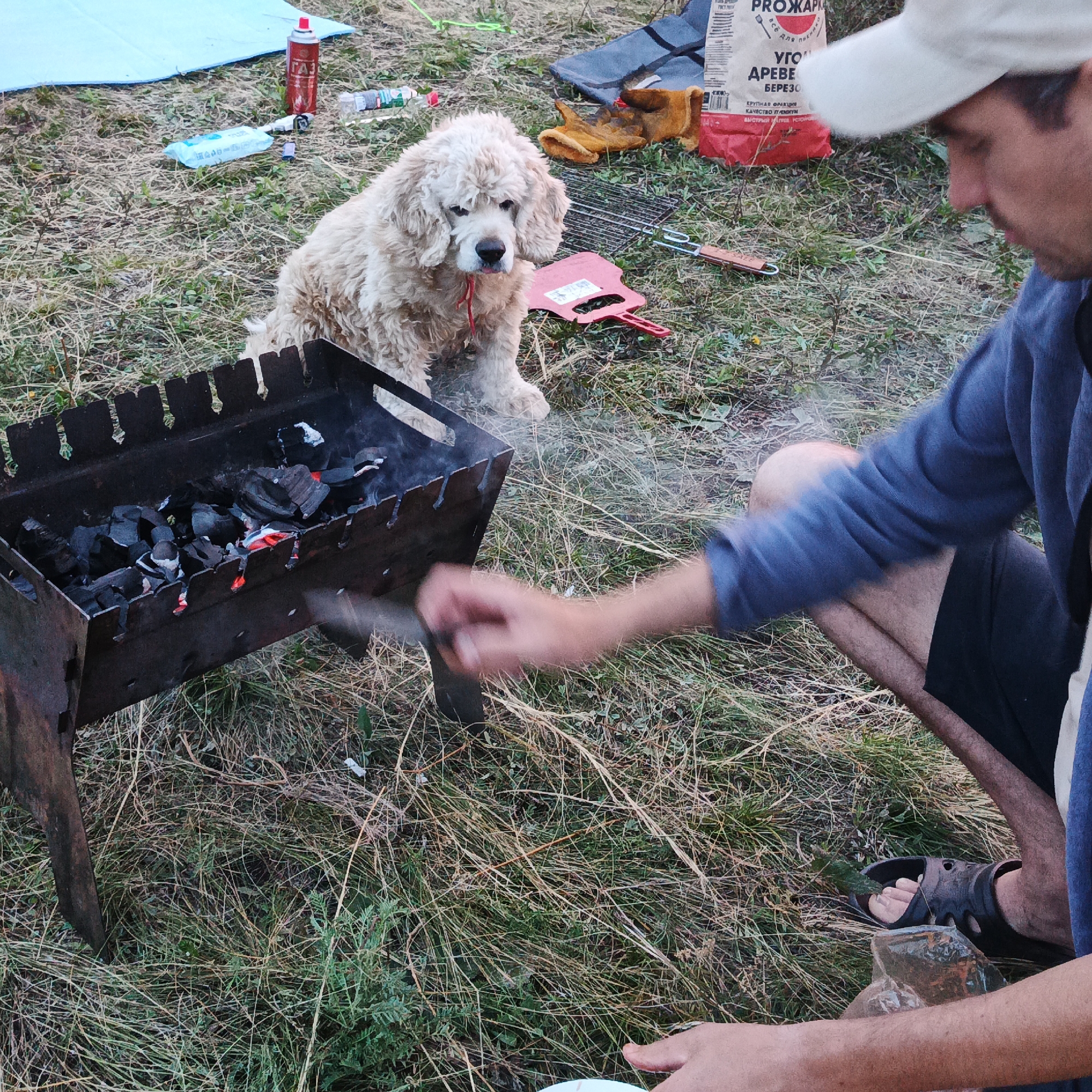 The image depicts an outdoor scene, possibly a picnic or camping area, with dry grass and scattered foliage covering the ground. In the foreground, a person wearing a white cap and a blue hoodie is partially visible, with their right arm extended towards a metal grill filled with glowing charcoal. The person appears to be tending to the grill. To the left of the grill, a fluffy, light-colored dog with a red ribbon around its neck sits attentively. In the background, various items are scattered on the ground, including a red can, a packet of what appears to be charcoal briquettes with Russian text, a grill rack, and gloves. A blue tarp is also visible in the upper left corner of the image. The overall impression is that of a casual outdoor gathering where food is being prepared over a fire. The location is identified as Yangi-Turmush, Russia.