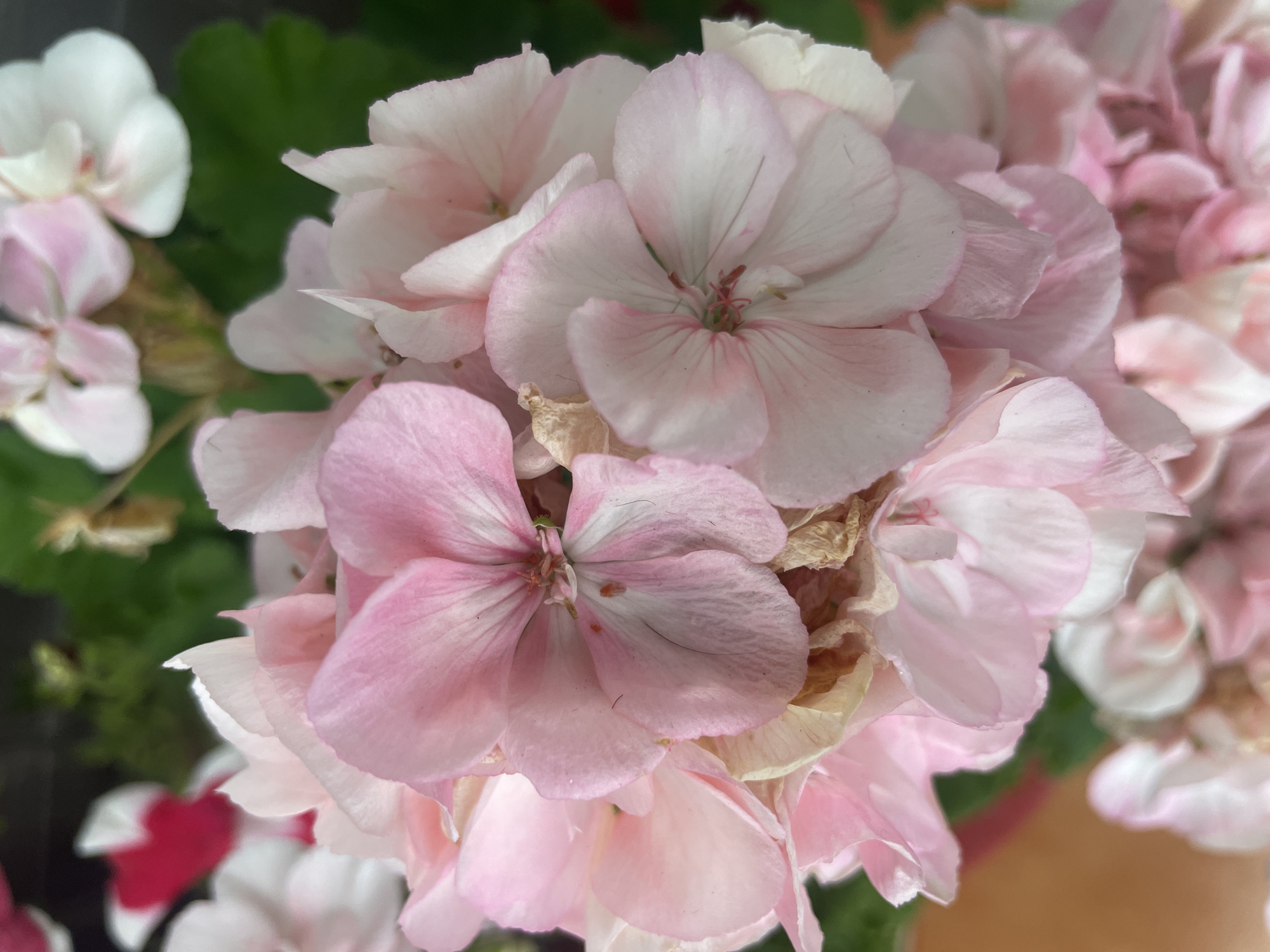 A close-up shot focuses on a cluster of delicate pink and white flowers. The petals are soft and layered, with some showing subtle veins. A few dried, brown petals are interspersed among the fresh blooms, indicating the natural cycle of the plant. The background is blurred, with hints of green foliage and other flowers, suggesting a garden setting. The image does not contain any identifiable landmarks or features that would suggest a specific location in Bhagsu, India.