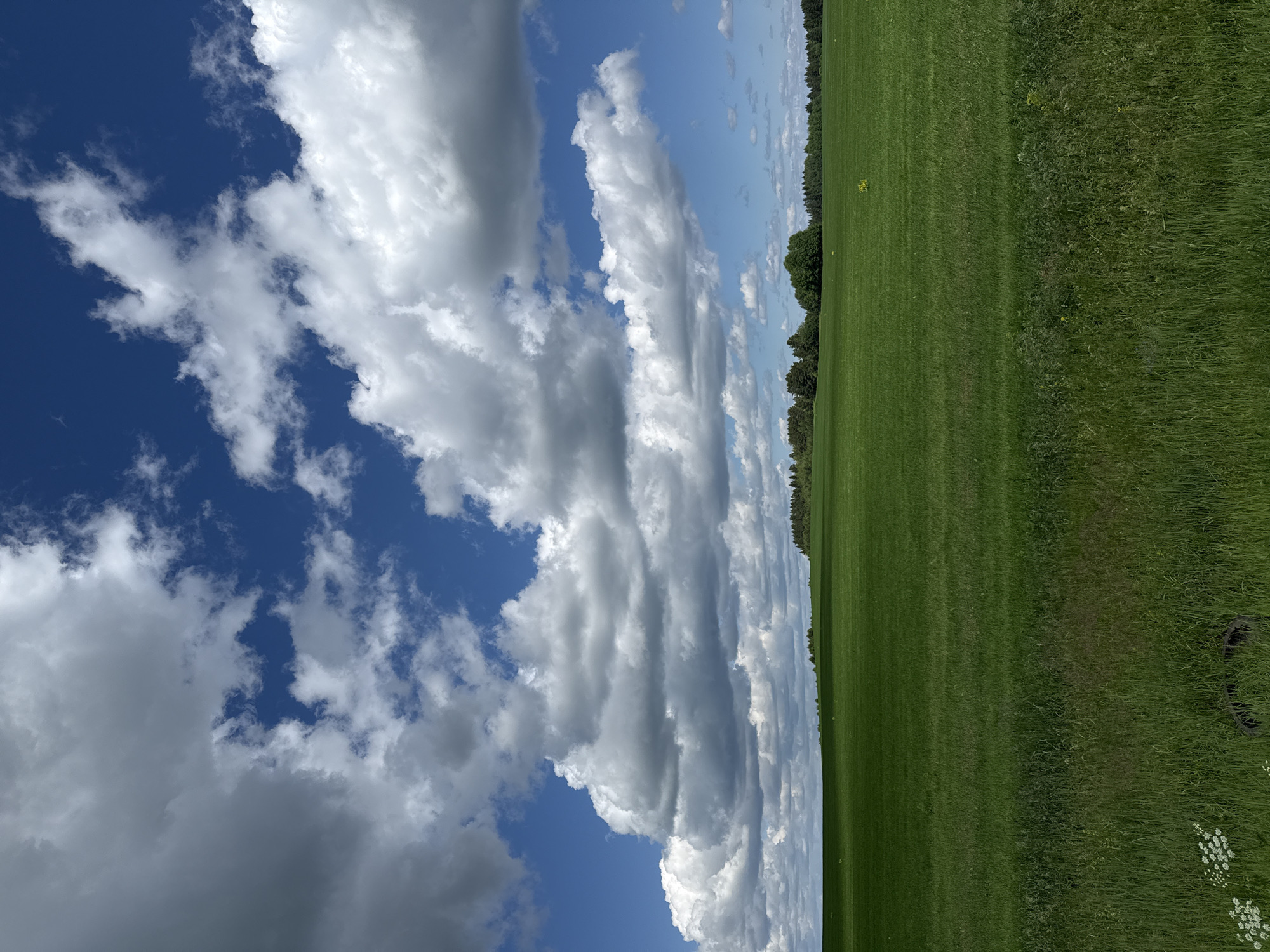 The image depicts a wide-angle view of a grassy field under a dynamic sky. The sky is a vibrant blue, filled with a dramatic array of white and gray cumulus clouds, some appearing dense and shadowed, while others are bright and wispy. The clouds stretch across the upper portion of the frame, creating a sense of depth and movement.
The lower half of the image is dominated by a lush, green field. The grass is neatly mowed in some areas, indicated by parallel lines suggesting a groomed lawn or sports field, and appears longer and more natural in other parts. A dense line of trees, predominantly evergreens, forms a dark border along the horizon on the left side of the frame. A few scattered small yellow flowers are visible in the field near the treeline.
The overall scene suggests an outdoor setting, likely a park, golf course, or large open field in a rural or semi-rural environment. The lighting indicates it is daytime, with the sun illuminating the clouds and the grass. The weather appears to be fair but with the potential for changing conditions due to the cloud formations. There are no people or discernible objects other than the natural elements of the landscape, with the exception of a partially visible dark object, possibly a tire, in the far right foreground within the longer grass. The image evokes a sense of tranquility and the vastness of nature. There is no visible text in the image.