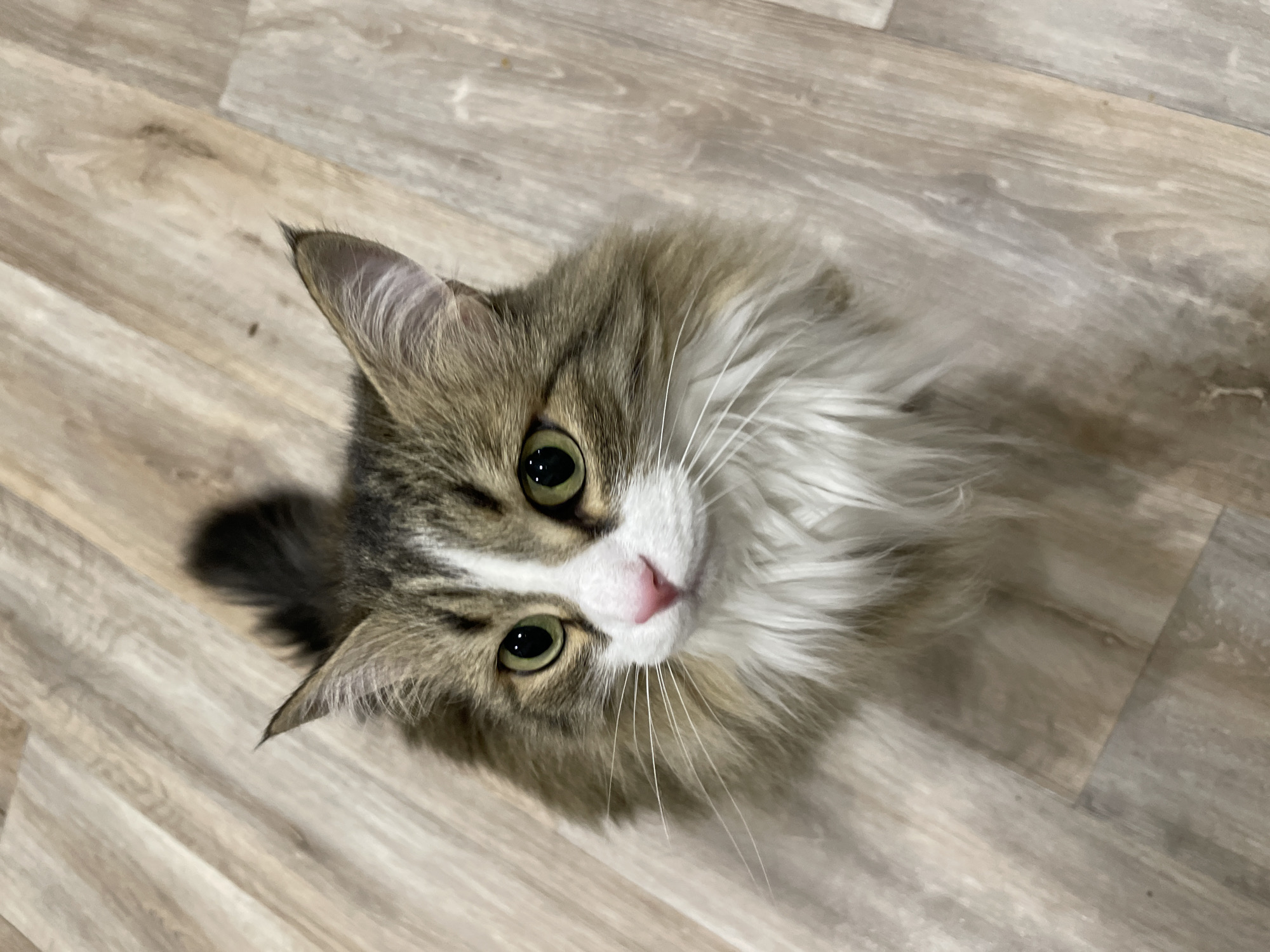 A medium-sized, fluffy cat with brown and white fur, green eyes, and a pink nose is the primary subject of the image. The cat is looking up towards the camera. The background consists of light brown wooden flooring. There is no evidence of the location being in Izhevsk, Russia.