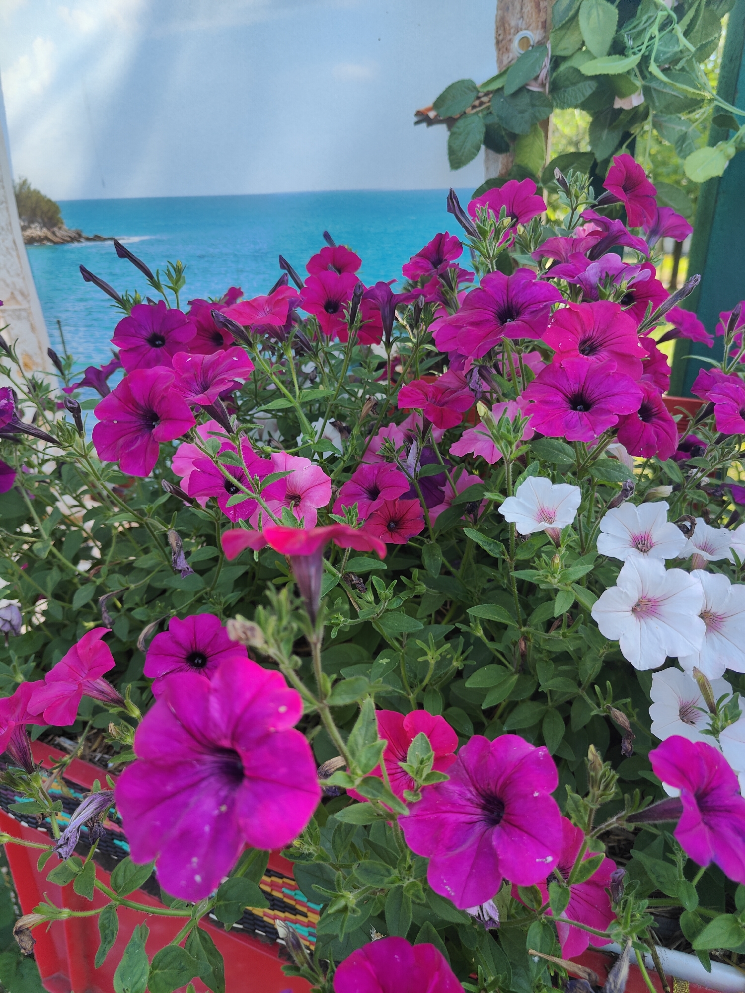 The image depicts a vibrant display of blooming petunias in various shades of pink, magenta, and white, set against a backdrop of a serene ocean view. The flowers are lush and abundant, with some reaching towards the viewer in the foreground. The ocean in the background is a striking turquoise color, with a small, tree-covered island on the left and a clear blue sky above with wispy white clouds. The scene appears to be outdoors, possibly on a balcony or patio, given the presence of a red planter box and some green foliage. The overall impression is one of natural beauty and tranquility. The image was taken in Kryvyi Rih, Ukraine.