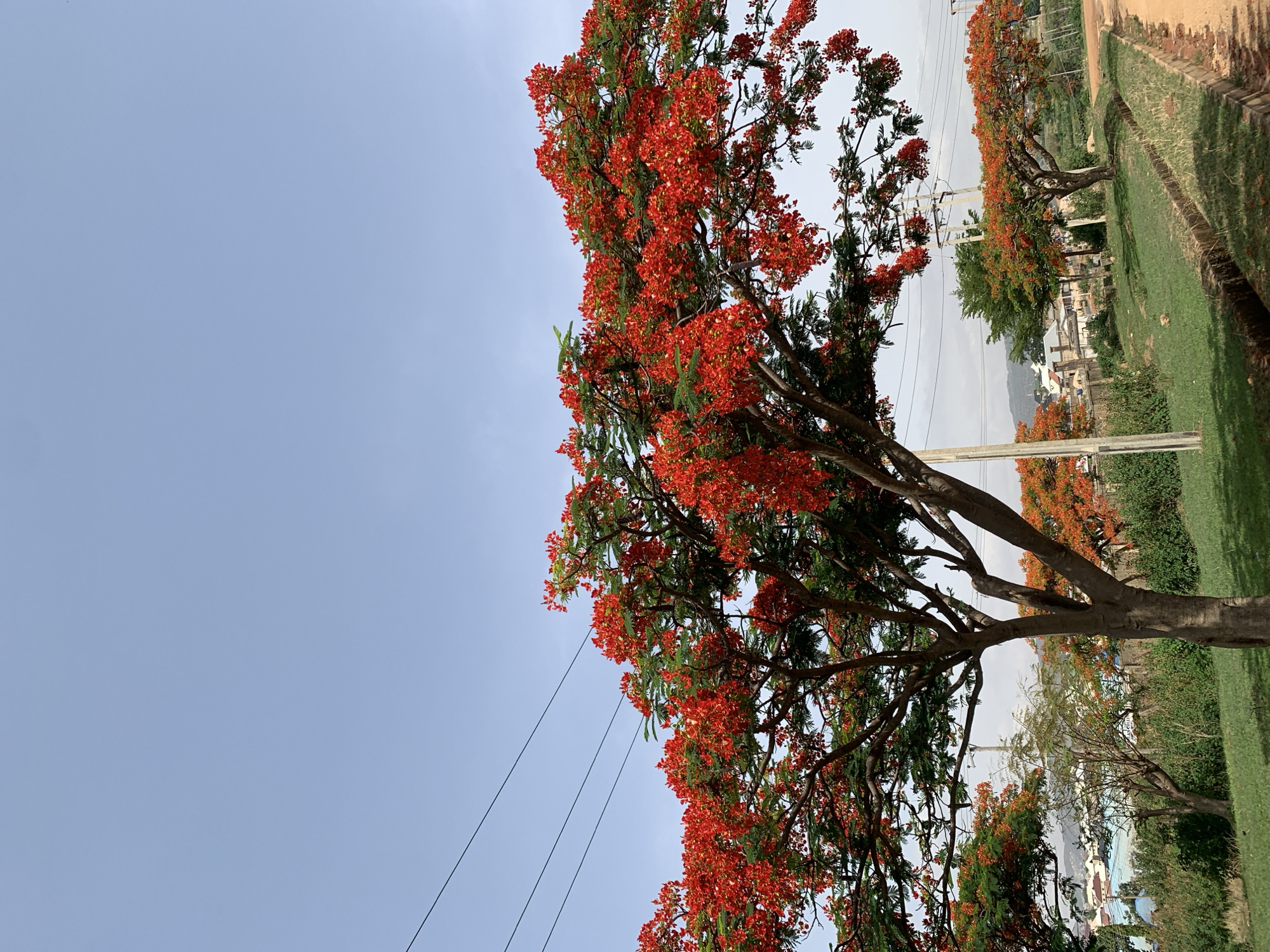 A ground-level, vertical-format photograph shows a row of flamboyant trees in Rafin Par, Nigeria, in full bloom with red flowers lining a roadside. A large tree in the foreground dominates the view, its branches extending across the frame, with the sky visible on the left side. Power lines are strung through the branches. In the background, more trees line the road, with buildings and a distant hillside visible behind them. The roadside consists of green grass. A dirt path runs along the edge of the road. The sky is light blue.