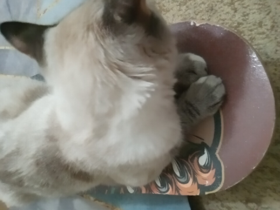 A close-up shot captures a cat with light brown and white fur sitting on what appears to be a skateboard. The cat's paws, visible on the left side of the image, are a darker gray with subtle stripes. The skateboard has a decorative design with orange and black patterns resembling claws or feathers on its surface. The background is out of focus, showing a patterned fabric that might be a carpet or blanket, and a hint of a blue surface. The image is dimly lit, suggesting an indoor setting. There is no information available about the location within the city of Angren, Uzbekistan, or the specific actions or interactions taking place.