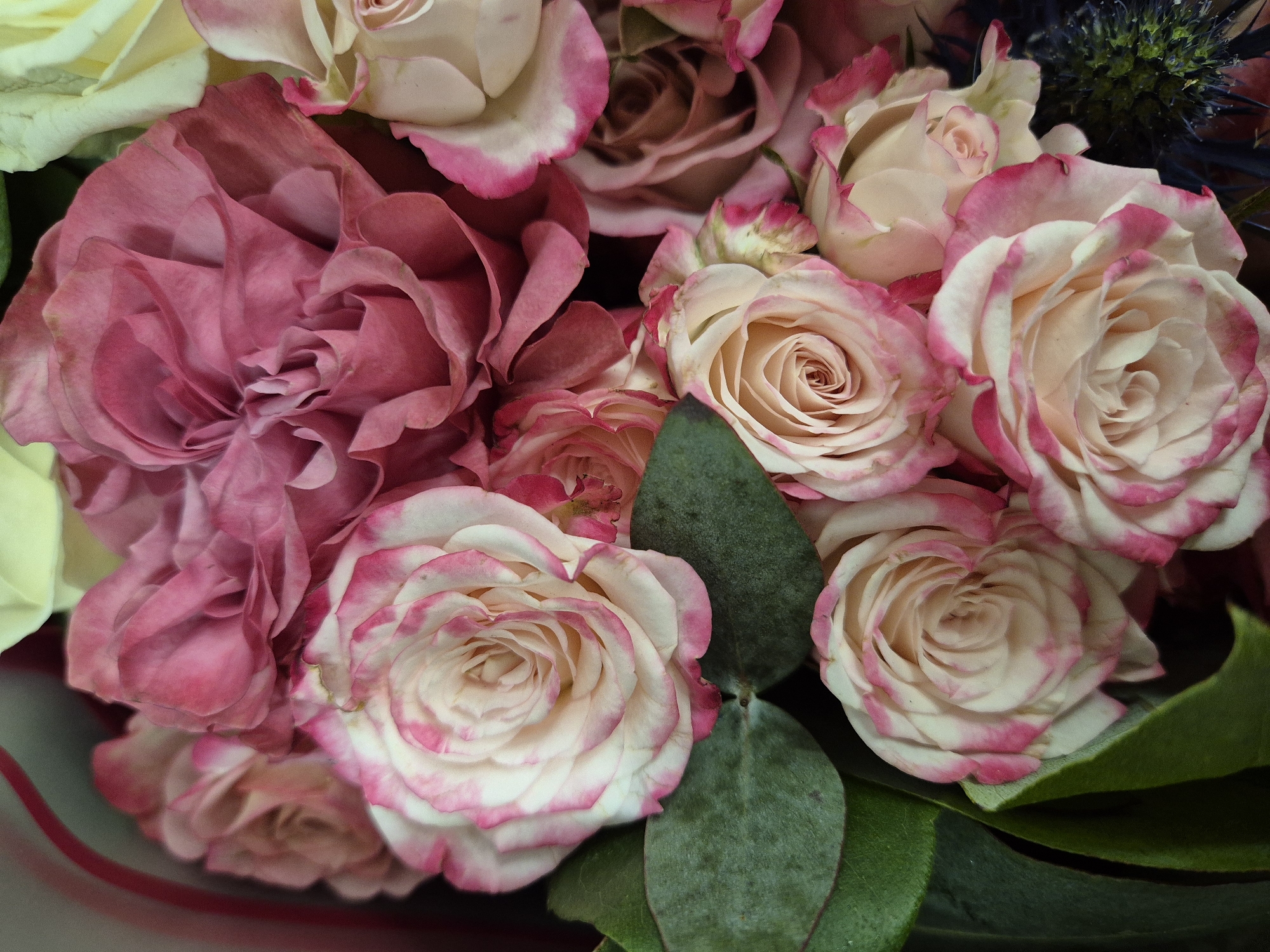 A close-up photograph depicts a bouquet of flowers. The dominant colors are pink, white, and green. Several roses with white petals and pink edges are prominent. A large, fully bloomed pink flower is on the left side of the frame. Green leaves provide a backdrop to the roses. A single blue thistle is visible in the upper right corner. The image exhibits a shallow depth of field, with the roses in the center being the sharpest in focus. The specific location in West Suffolk, United Kingdom, cannot be determined from the image alone.