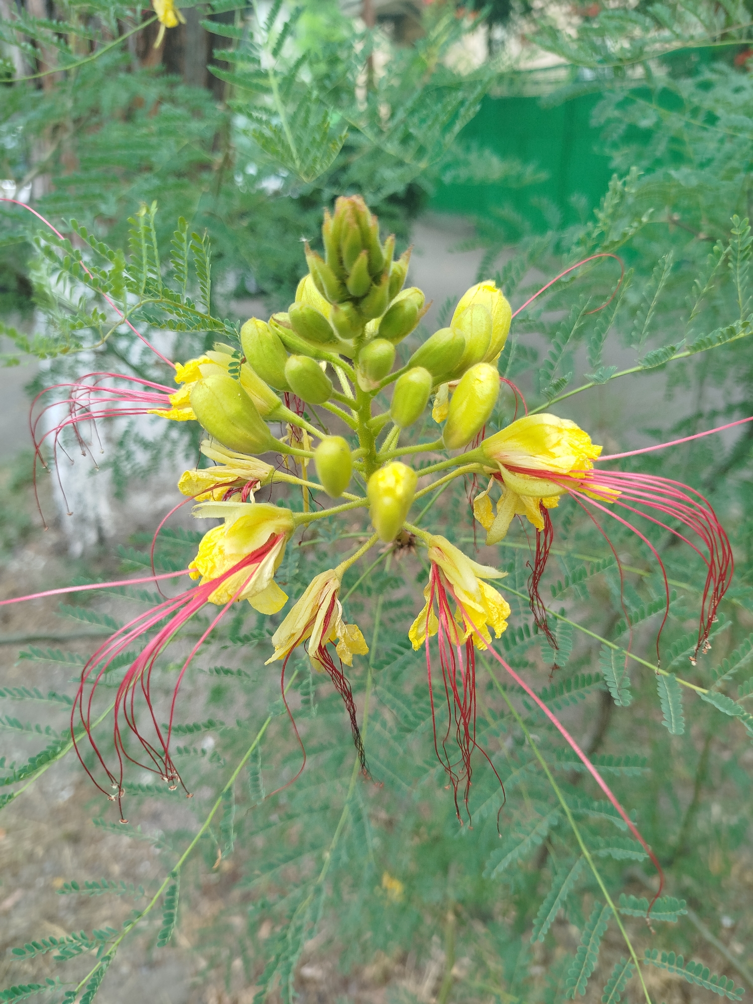 This is a close-up, eye-level, full shot of a flowering plant in Rustavi, Georgia. The plant has clusters of small, yellow, orchid-like flowers with long, thin, red stamens that extend outwards. The flowers are growing on a branch with feathery green leaves. The background is out of focus and shows more of the plant's foliage and a blurred green wall or structure. The lighting appears to be natural daylight. There are no people or animals visible in the image.