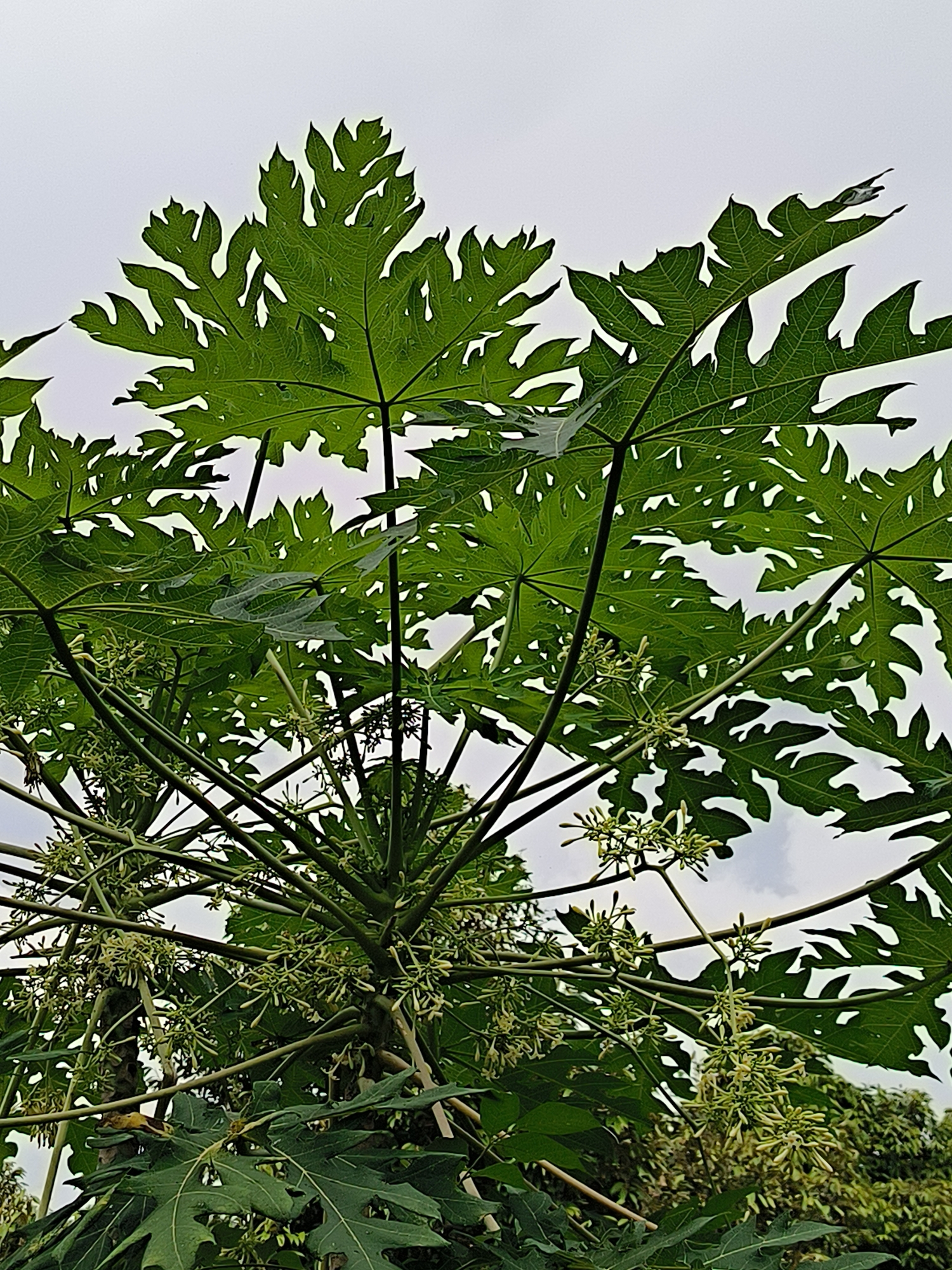 The image shows a low-angle view of a papaya tree with large, deeply lobed green leaves and numerous clusters of small, light-green flowers. The tree is heavily laden with these blossoms, suggesting a reproductive stage. The background is a bright, overcast sky, indicating it is daytime. The setting appears to be outdoors, consistent with a tropical or subtropical climate. The location is identified as Langkuta, Indonesia. No people or animals are visible in the image, and no actions or interactions are depicted. The scene is a static botanical study of a papaya tree in bloom.