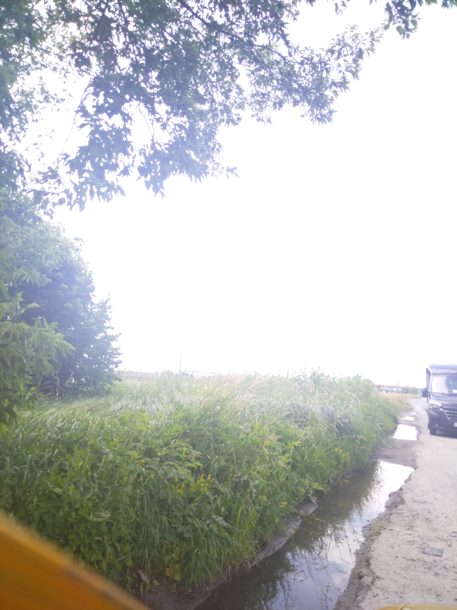 The image depicts an exterior scene in the city of Sady, Poland, likely during daylight hours given the bright sky. The foreground is dominated by lush green vegetation, including tall grasses and leafy plants, with some small yellow flowers visible. A narrow channel of water runs along the edge of the vegetation, reflecting the sky. To the right, a dirt or gravel road is visible, with a dark-colored van parked on it. The van appears to be a commercial vehicle, possibly a delivery van or a camper. The road has some puddles of water on it, suggesting recent rain. In the background, a bright, overcast sky is visible, with some faint indications of distant structures or trees, possibly a bridge or a line of buildings. Overhead, the branches of a tree with green leaves cast shadows across the upper portion of the image. The overall impression is of a rural or semi-rural setting with elements of both nature and infrastructure.