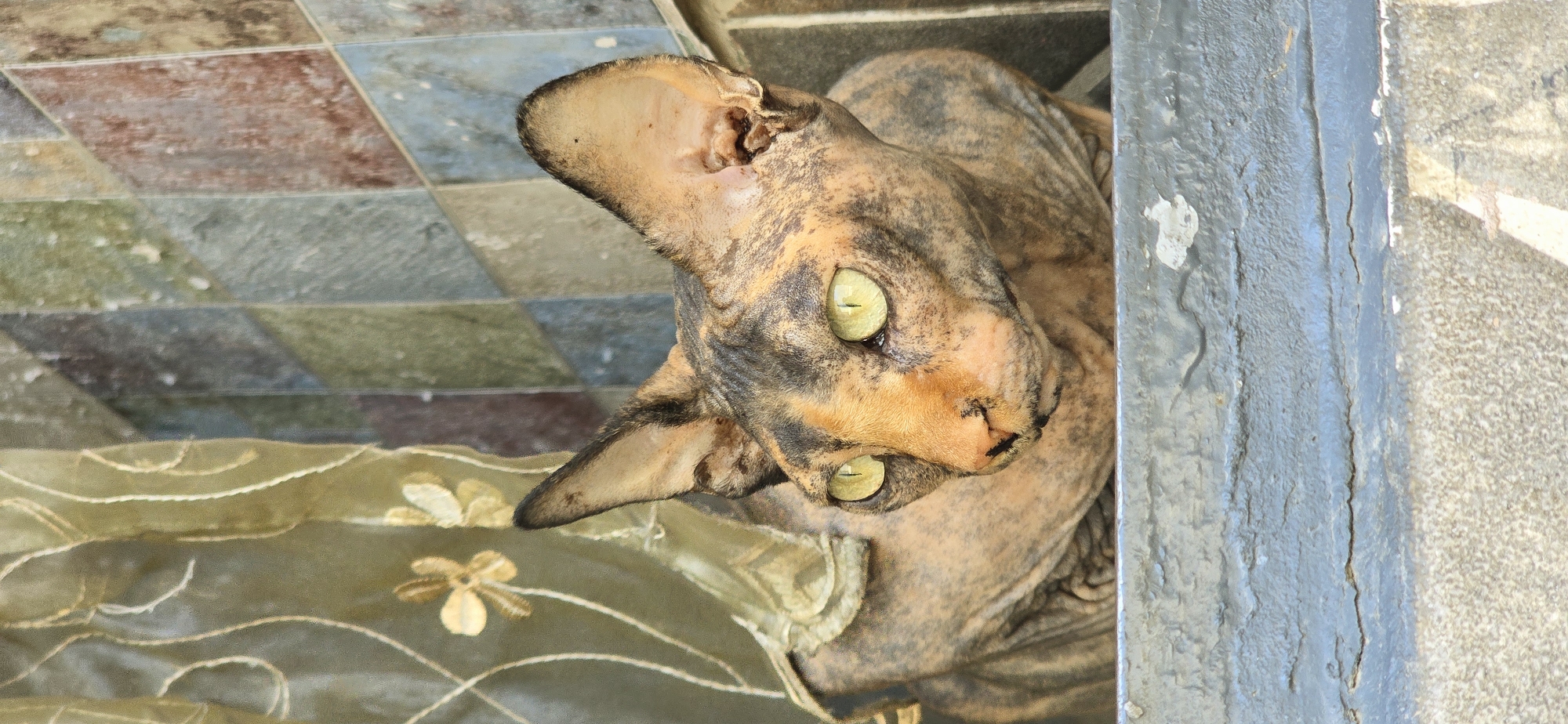 A close-up shot focuses on a tortoiseshell Sphynx cat with striking yellow-green eyes, looking to the left of the frame. The cat's skin is visible, with a mottled pattern of brown and black. It is positioned in front of a wall with diamond-shaped tiles in shades of blue, green, brown, and grey, and to the left, a sheer olive-green curtain with gold embroidered flowers. The cat is on a stone ledge or step. The image is likely taken outdoors, possibly in a courtyard or balcony area, which could be anywhere in Baku, Azerbaijan.