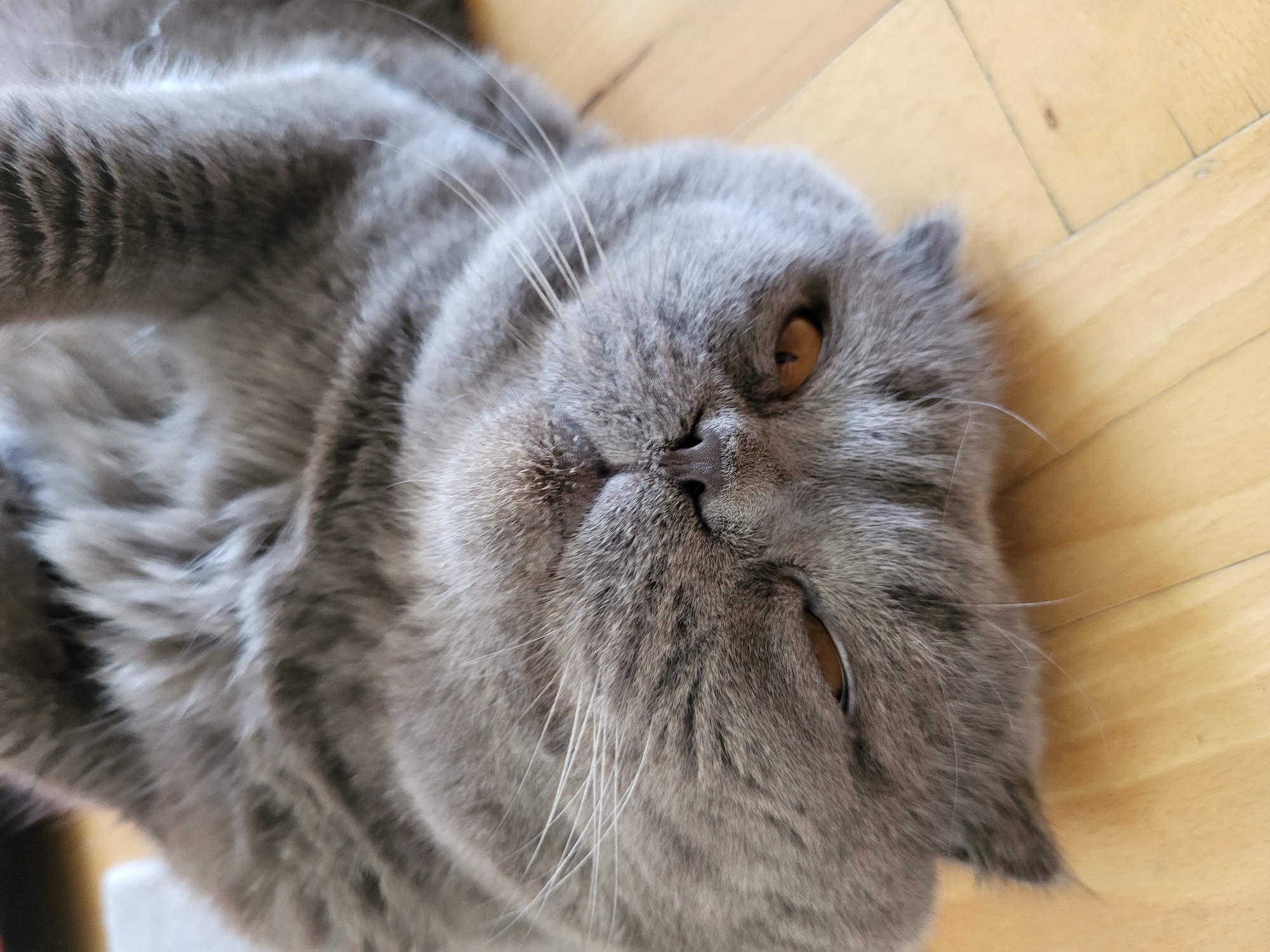 The image is a close-up, high-angle shot of a grey British Shorthair cat lying on its back on a wooden floor. The cat's fur is a solid grey with subtle tabby markings on its body, visible as darker stripes. Its eyes are a prominent amber color, with one eye slightly more open than the other, giving the cat a relaxed or perhaps sleepy expression. The cat's nose is dark, and its whiskers are long and white, fanning out from its muzzle. The texture of the cat's dense fur is clearly visible. The background consists of light-colored wooden floorboards with visible grain and subtle variations in tone. The lighting appears to be natural, casting soft shadows. There is no visible text in the image. The scene depicts a moment of rest or leisure for the cat, likely indoors given the wooden floor.