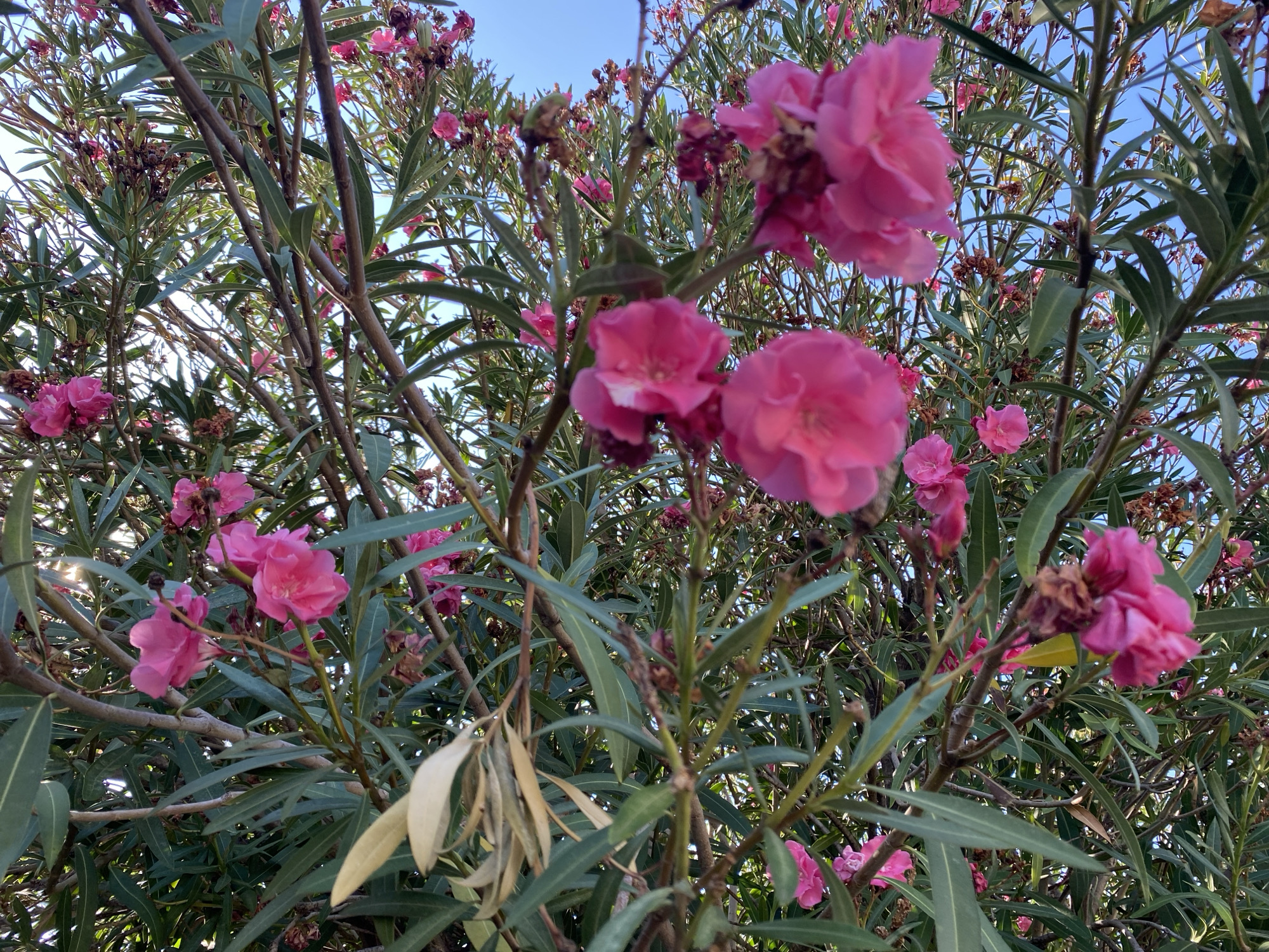 A close-up, low-angle outdoor shot captures a cluster of vibrant pink oleander flowers in full bloom, set against a backdrop of lush green foliage and a clear blue sky. The image showcases the intricate details of the flowers, with delicate petals unfurling in various stages of bloom. Some flowers appear fully open, revealing their centers, while others are still budding. The leaves are long and slender, typical of the oleander plant, and exhibit a glossy texture. The branches are a mix of brown and green, with some appearing woody and mature, while others are thinner and more flexible. In some areas of the image, dried, brown flower remnants can be seen, suggesting a continuous blooming cycle. The lighting suggests a bright, sunny day, with sunlight filtering through the leaves and casting subtle shadows. The overall impression is one of natural beauty and abundant flora. The image was taken in Zgrade, Montenegro.