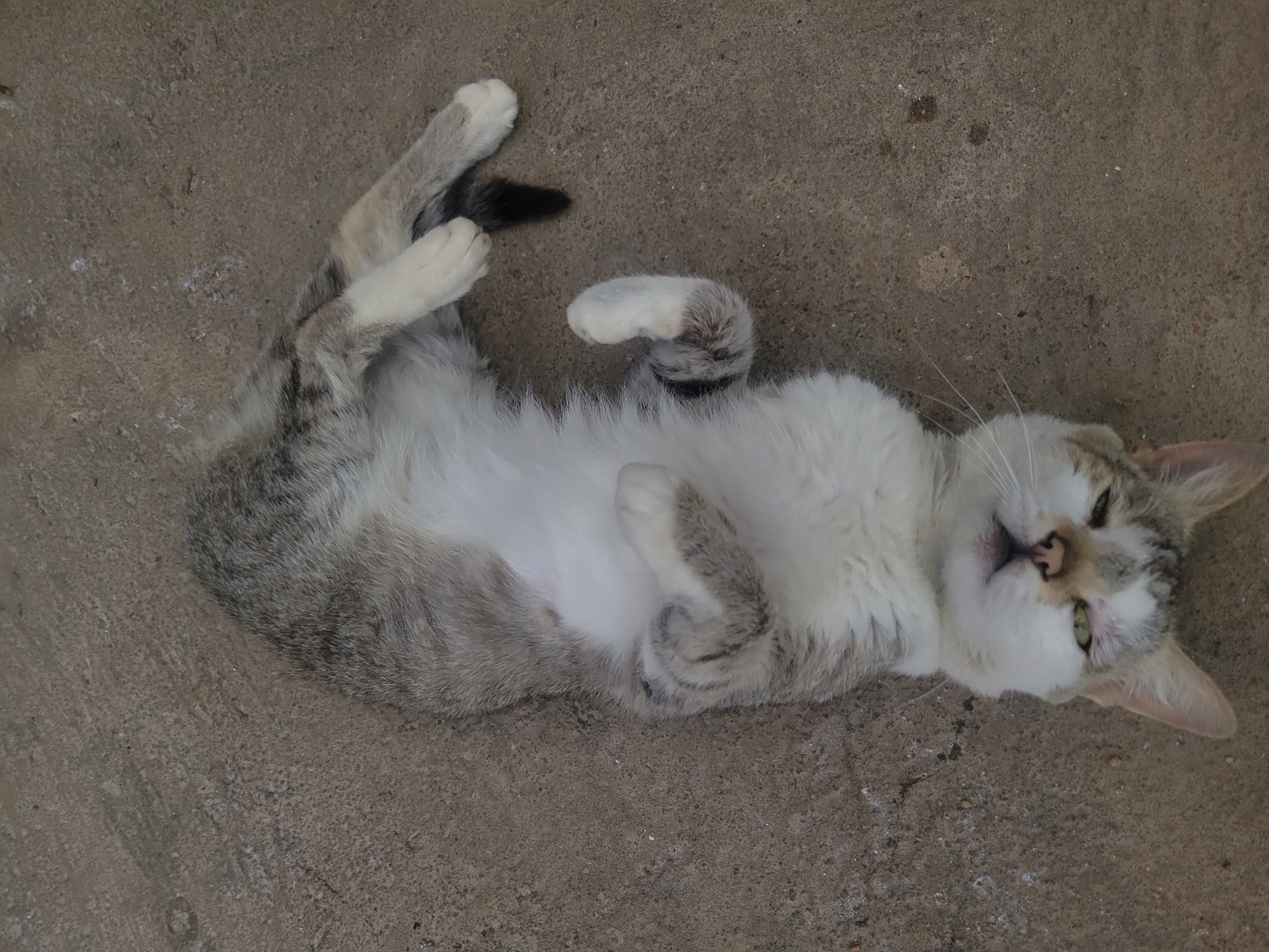 A cat lies on its back on a concrete surface. The cat has white fur on its chest and a mix of gray and white fur on its head, back, and tail. The tip of the tail is black. The cat's paws are white. The location is likely in Jos, Nigeria.