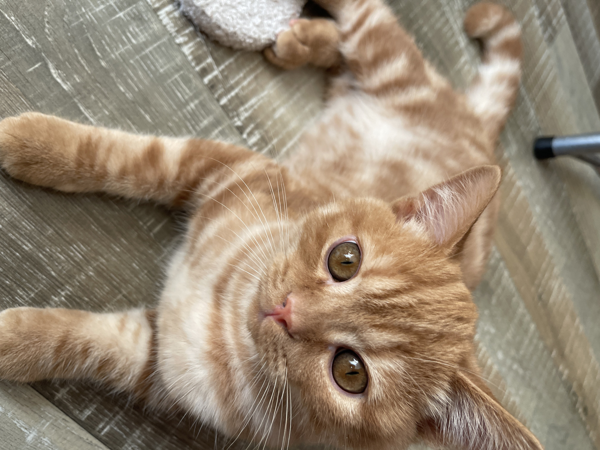 An orange tabby cat is lying on a wooden floor. The cat is facing the camera, with its eyes wide open and looking directly at the viewer. Its fur is a mix of orange and white stripes. The cat's paws are visible, and its tail is curled around its body. The wooden floor has a light wood grain pattern. There is a light-colored object to the left of the cat, which appears to be a rug or a toy. The scene is well-lit, and the focus is on the cat's face. The location is not specified.