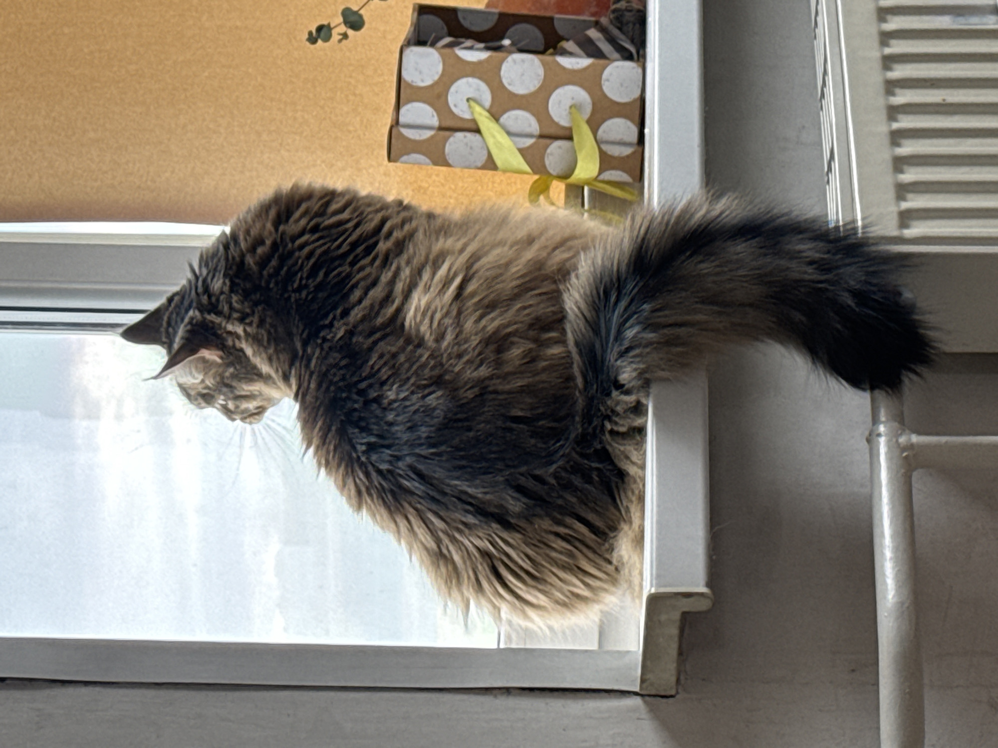 A fluffy, brown and black cat is perched on a window sill, looking out. The cat's head and front paws are inside, while its body and tail extend outwards. Behind the cat, on the wall next to the window, is a polka-dotted cardboard box with a yellow ribbon. A small green plant is visible above the box. To the right of the window, a white, slatted radiator is partially visible. The wall behind the box is a plain, light brown color. There is no information about the city of Izhevsk, Russia.