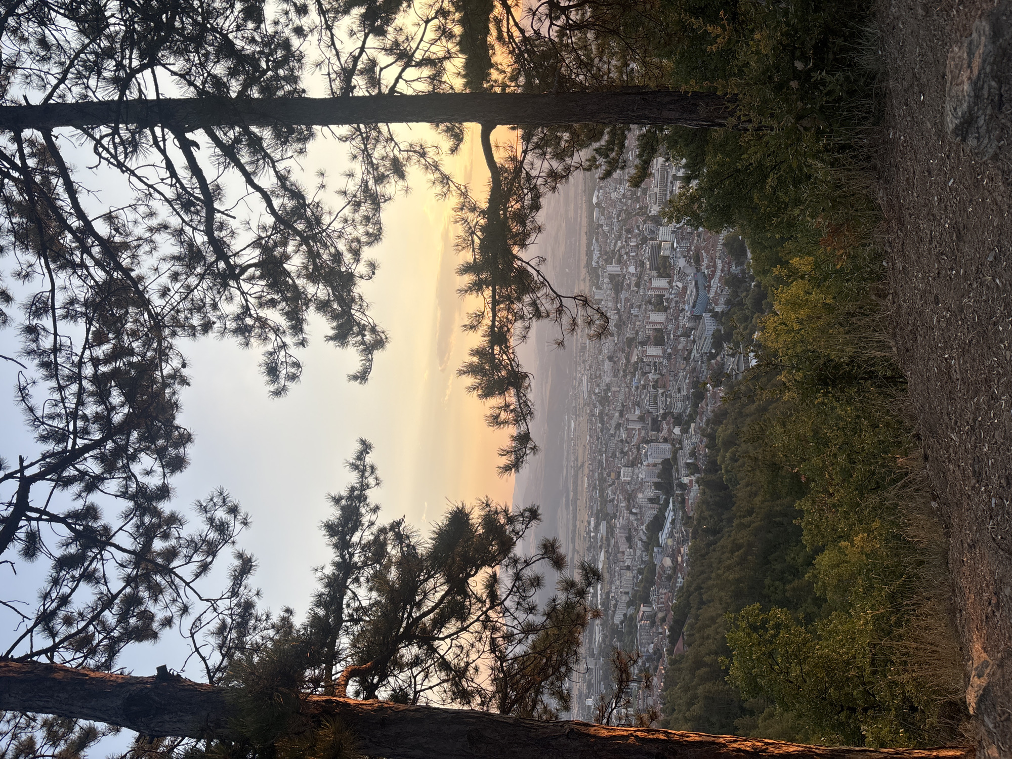 The image captures a scenic view of a city nestled within a valley, seen from a high vantage point. The foreground is dominated by the silhouettes of two large pine trees, their branches framing the scene. Beyond the trees, the city sprawls across the landscape, characterized by a dense collection of buildings with red-tiled roofs and some taller, modern structures. The city is surrounded by rolling hills covered in dense green forests. In the background, the sky is painted with the warm hues of a sunset, transitioning from a soft orange near the horizon to a pale blue overhead, with faint cloud formations. The overall impression is one of a tranquil evening overlooking a bustling urban center enveloped by nature.