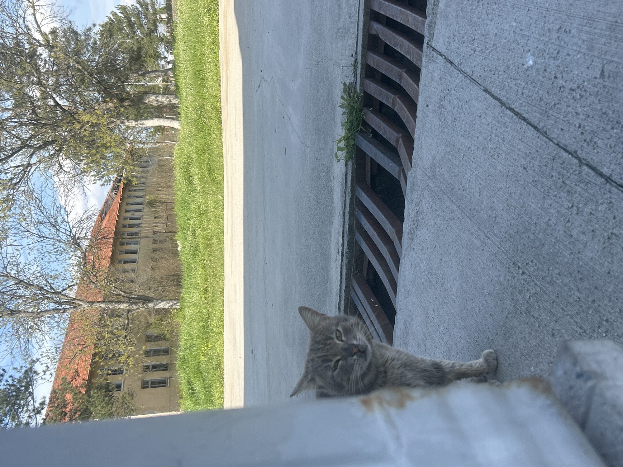 A grey cat is lying on a concrete sidewalk next to a metal grate. The sidewalk is adjacent to a grassy area. A building with a red roof and multiple windows is visible in the background. The location is in an urban area, city of Unknown, Unknown.