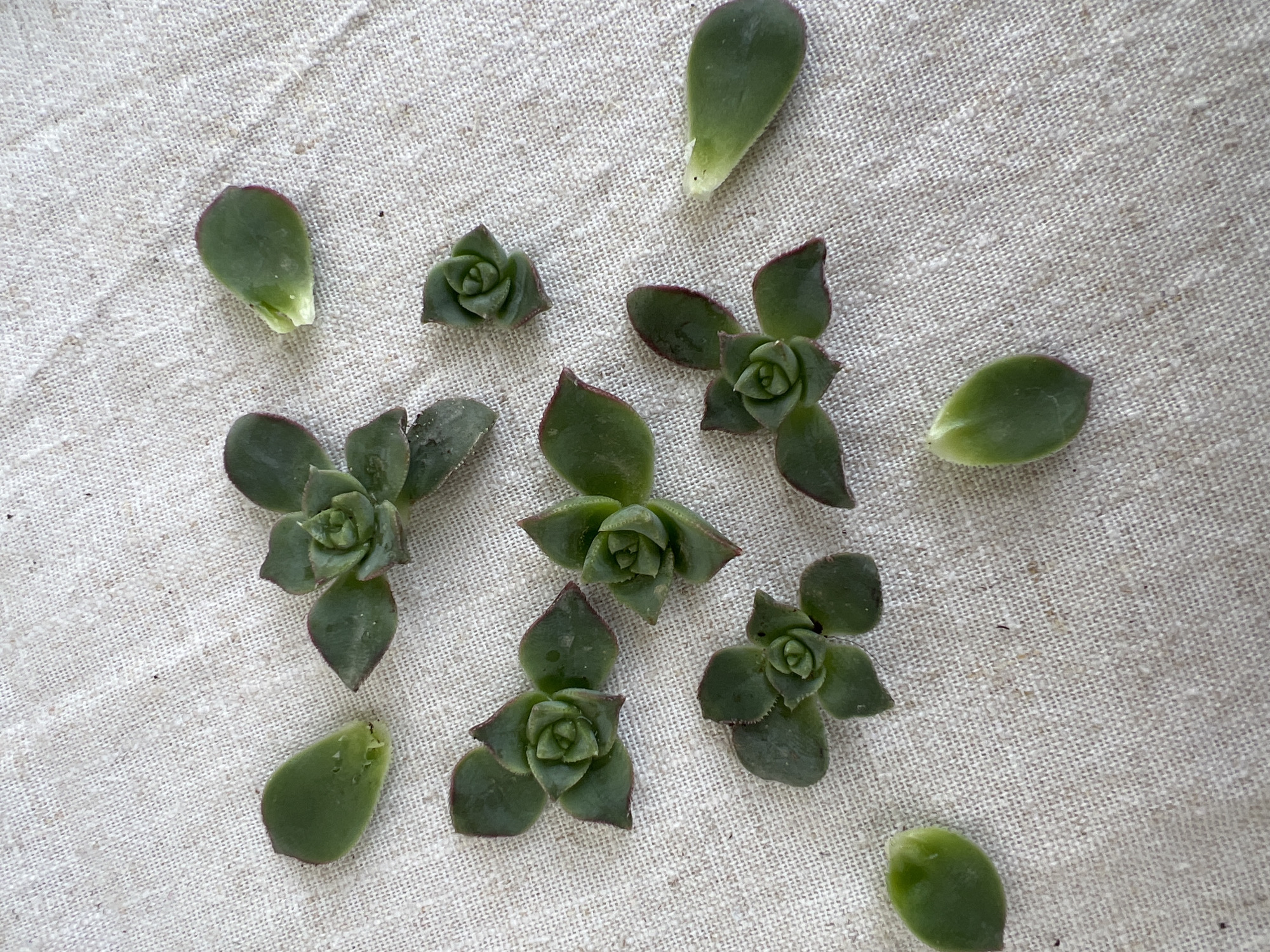 The scene, depicted as being in Kiryat Bialik, Israel, presents a static, overhead view of thirteen succulent plant propagules arrayed on a light beige, coarsely woven fabric surface. The fabric exhibits a visible, irregular texture consistent with natural fibers and contains scattered dark particulate matter. The plant material consists of seven small, intact succulent rosettes and six individual detached succulent leaves. The rosettes, varying in diameter from approximately 1.5 cm to 4 cm, are composed of numerous tightly packed, dark green, fleshy leaves. Several rosette leaves display subtle reddish-brown coloration along their margins. The six individual leaves are ovate to spatulate, thick, and uniformly green, with some exhibiting lighter green or reddish tints at their fractured basal ends, indicating recent detachment. No human subjects, tools, or dynamic actions are visible. The arrangement suggests a deliberate collection or preparation of botanical material.