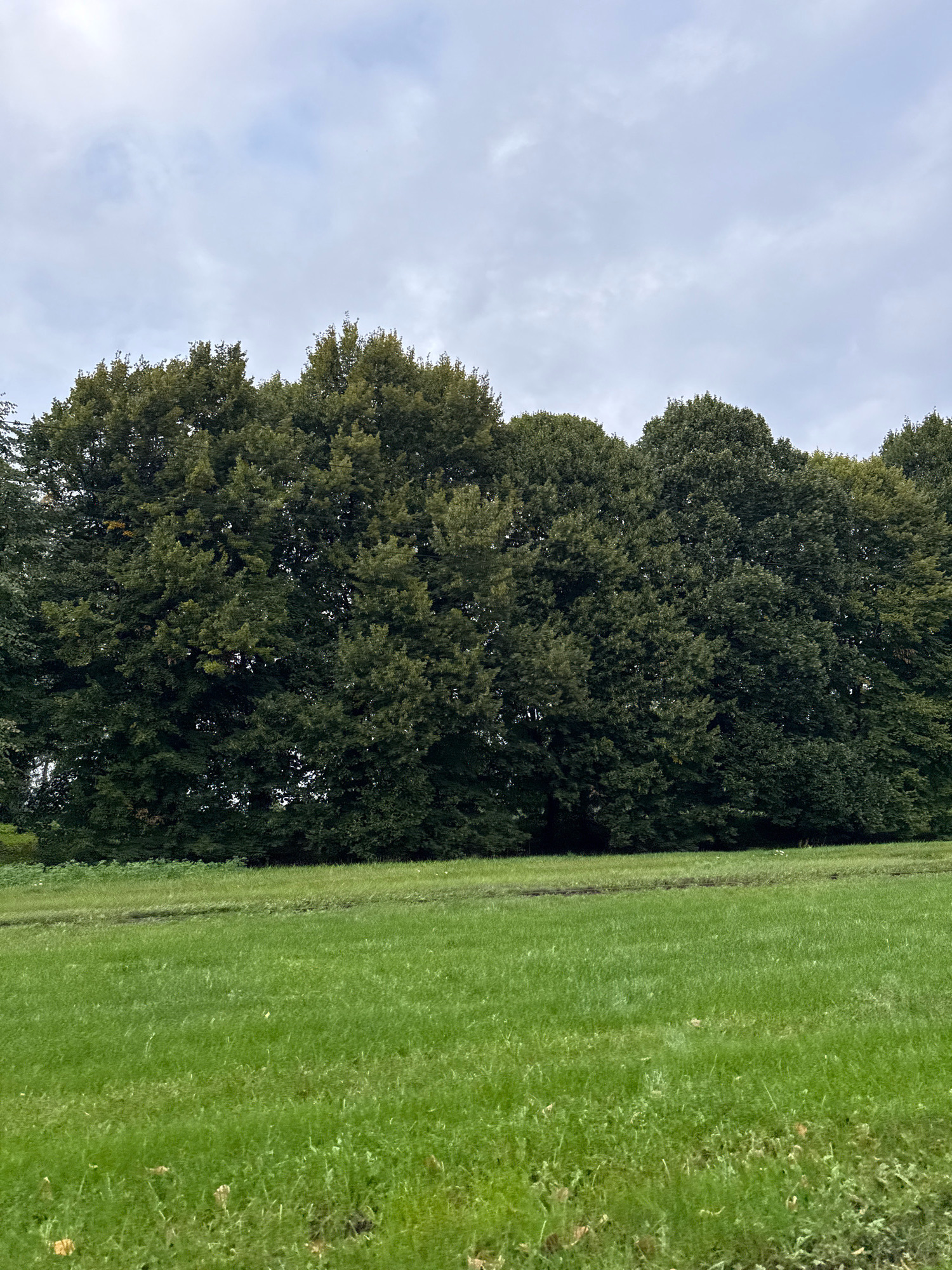 A serene landscape photograph depicts a dense line of lush green trees against a cloudy sky. The trees form a thick, verdant wall, with their leaves appearing full and healthy. In the foreground, a vibrant green field stretches out, suggesting an open park or meadow. The lighting is soft and diffused, consistent with an overcast day. The image evokes a sense of natural beauty and tranquility, likely taken in an outdoor setting in Tallinn, Estonia, where such picturesque scenes are common.