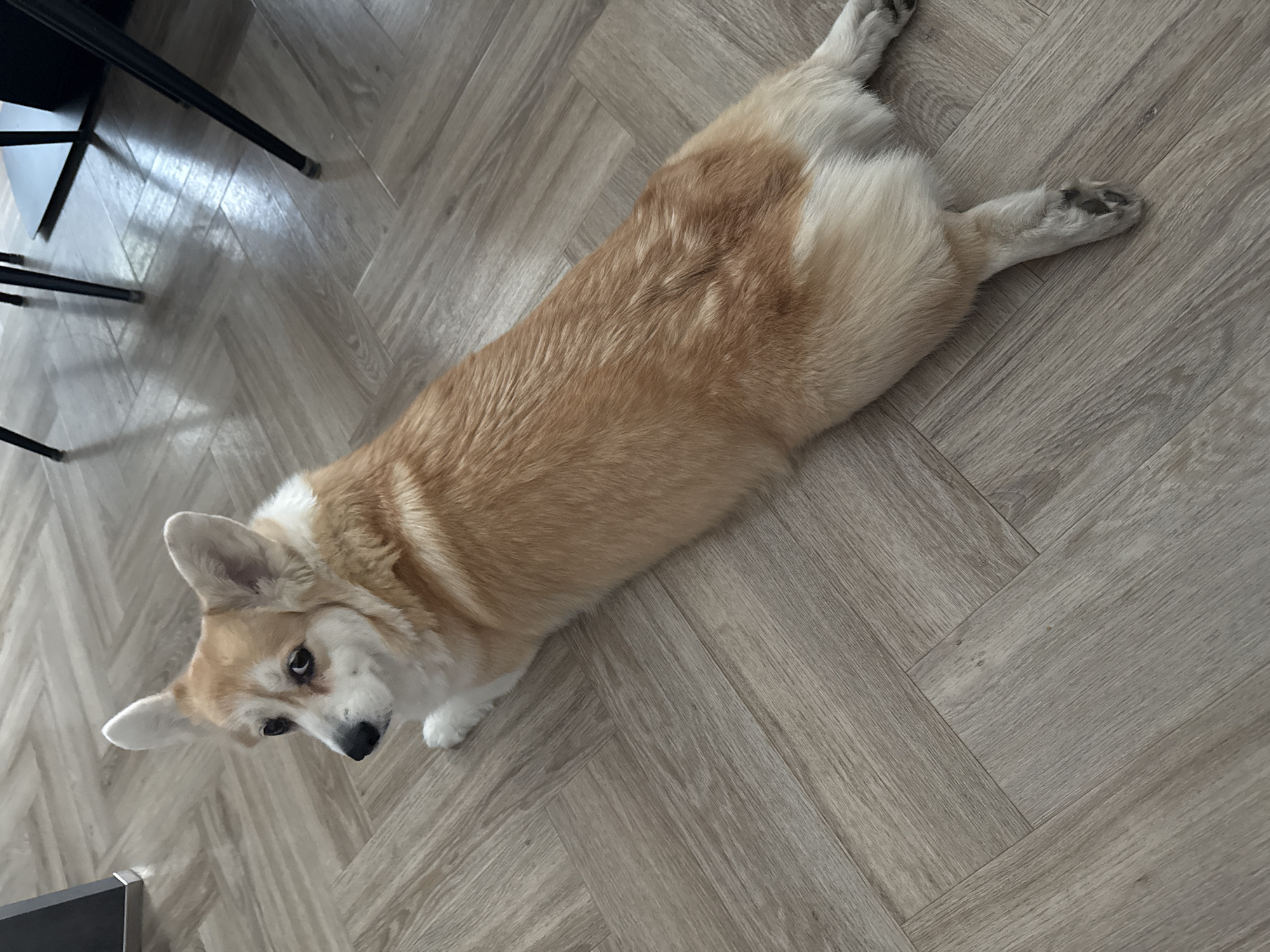 A tan and white corgi is lying prone on a light brown herringbone-patterned floor. The dog is positioned diagonally across the frame, with its head near the lower left corner and its hind legs stretched out behind it in the upper right corner. A black chair leg is visible in the upper left corner. The environment is indoors. There is no visible evidence to suggest this photograph was taken in Krasnoyarsk, Russia.