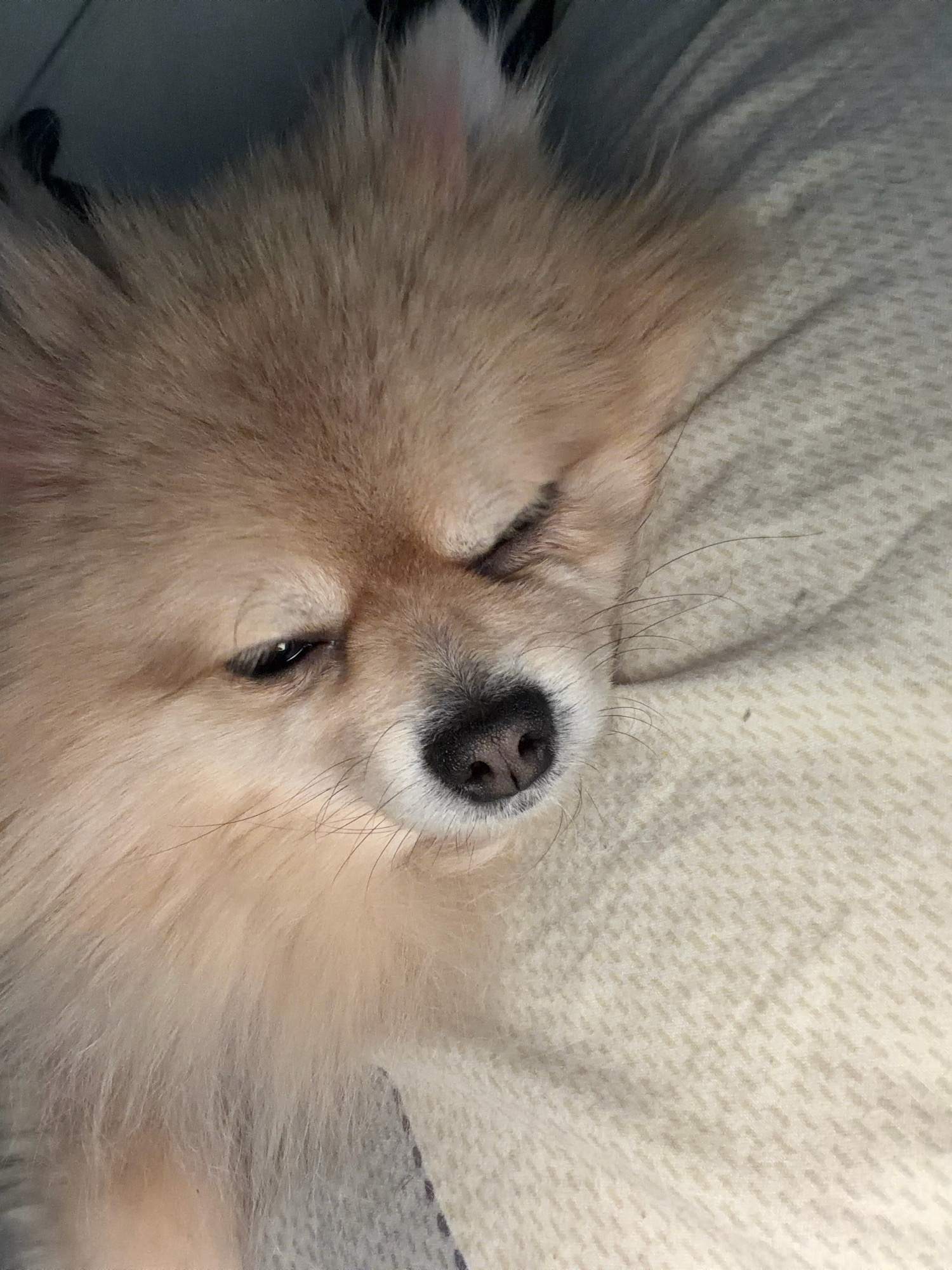 The image shows a close-up of a fluffy, light-colored Pomeranian dog lying down on a textured, light-colored blanket. The dog's left eye is partially closed, and its nose is visible. The background is blurred and appears to be indoors. The image does not contain any information about the location in Tbilisi, Georgia.
