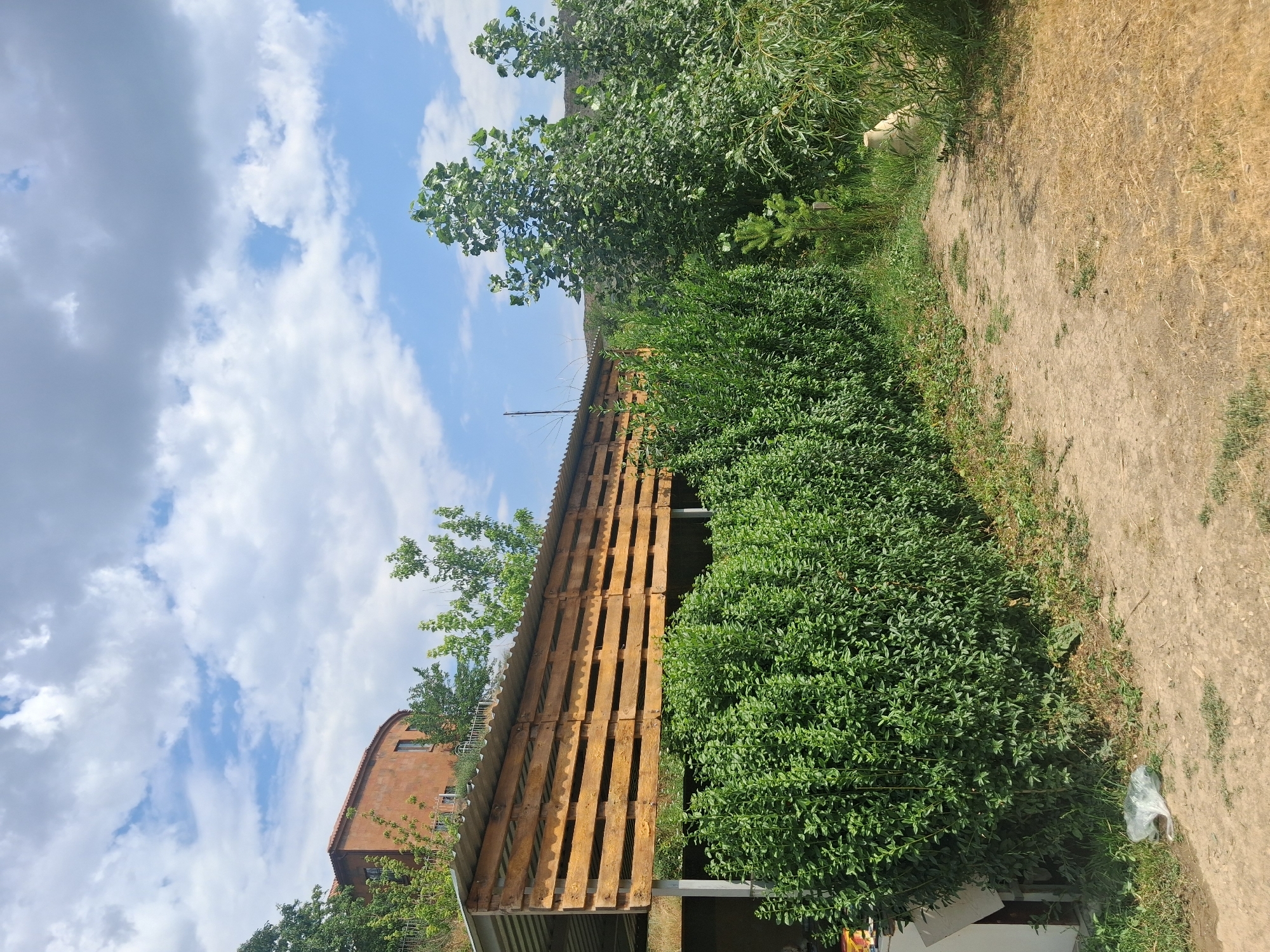 The image depicts an outdoor scene with a building and vegetation in Malishka, Armenia. In the background, a multi-story building with a reddish-orange facade and a terracotta roof is visible on a hillside. In the midground, a long, open-sided structure with a corrugated metal roof and walls constructed from wooden pallets runs horizontally across the frame. Dense green bushes and trees are positioned in front of this structure, forming a natural barrier. A dirt path leads into the scene from the foreground, curving towards the right. The ground is covered with dry grass and loose dirt. The sky above is partly cloudy with blue sky visible between white and gray clouds. A plastic bag lies on the ground near the path on the left side of the image. There are no people visible in the scene. The overall impression is one of a rural or semi-rural setting.