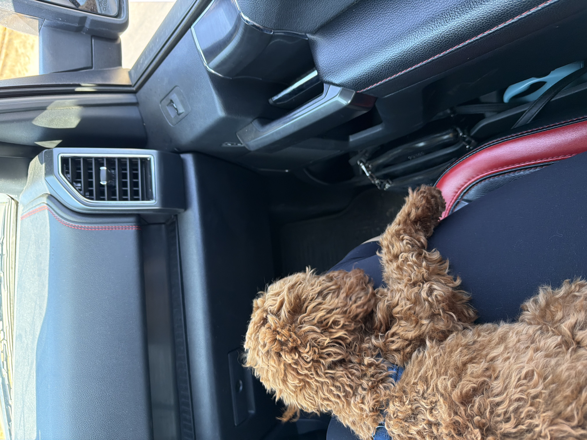 A brown, curly-haired dog, likely a poodle mix, is resting on the passenger seat of a vehicle. The dog is wearing a blue harness. The interior of the vehicle is visible, including the dashboard, an air vent with red stitching, and a door handle. The dog is facing away from the camera, towards the dashboard and window. The environment outside the car is blurred, suggesting motion or distance.