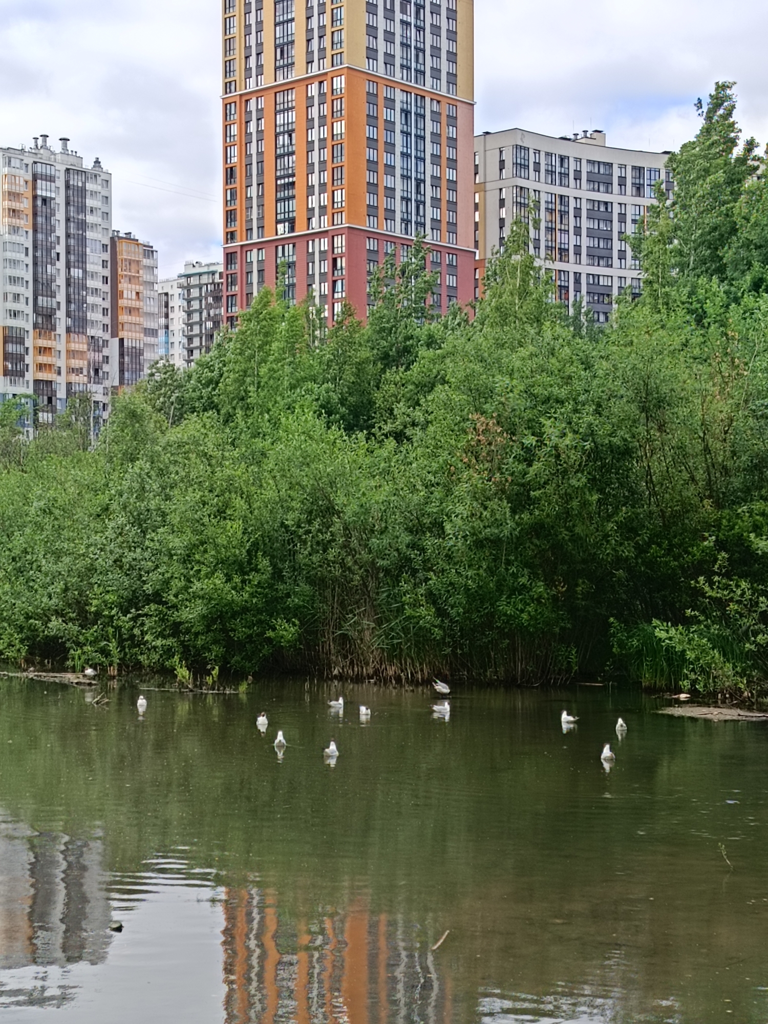 The image depicts a waterfront scene in Saint Petersburg, Russia, featuring modern residential buildings in the background and a body of water in the foreground with several birds. The buildings are tall, multi-story structures with varied architectural styles and colors, predominantly featuring a mix of beige, orange, and white facades with numerous windows. Dense green foliage, consisting of trees and bushes, separates the buildings from the water's edge. The water surface is calm, reflecting the sky and the buildings. Several seagulls are scattered across the water, some floating and others appearing to be partially submerged or preening. The sky is overcast, contributing to the muted lighting of the scene. The overall impression is one of urban development integrated with natural elements.