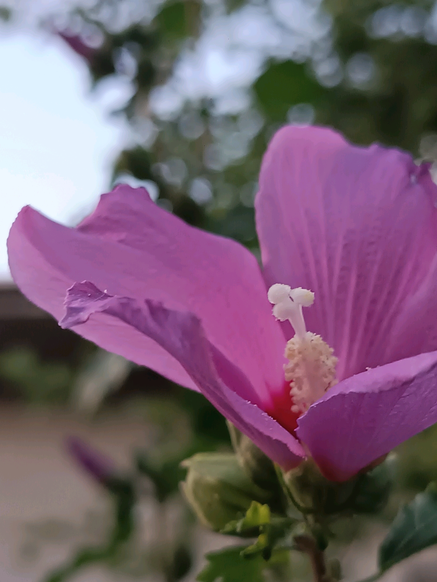 A close-up, low-angle shot of a vibrant pink hibiscus flower is captured against a blurred background of greenery and a bright sky. The flower's delicate petals are slightly unfurled, revealing a prominent stamen with a white stigma at its tip and a fuzzy, pale yellow anther. The background is out of focus, featuring soft bokeh circles of light and shadow, suggesting a natural or garden setting. The lighting suggests it is daytime. No people or specific landmarks are visible. The image is an unedited photograph.