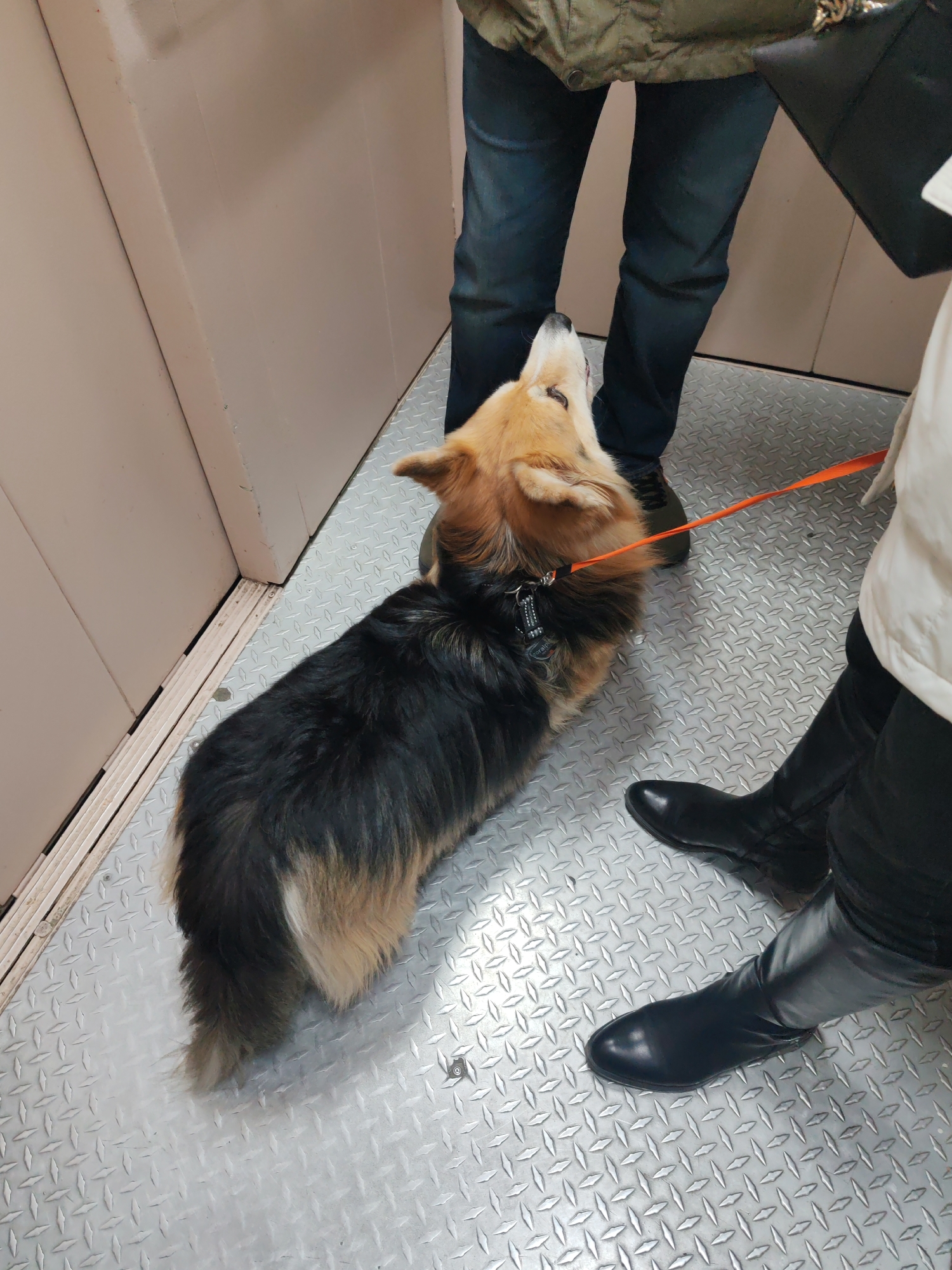 An overhead shot captures a tri-color Corgi dog and two partially visible individuals inside what appears to be an elevator, given the metal diamond plate floor and plain panel walls.
The Corgi, predominantly black and brown/tan with white markings on its chest, legs, and tail, is the central subject. It wears a dark collar with a silver tag and is attached to a bright orange leash. The dog is looking upwards, its head tilted, seemingly at the person standing closest to it. Its fur appears thick and well-groomed.
Two people are in the frame, seen from the waist down. On the left, a person wears dark blue jeans and dark shoes, with a green or olive-colored jacket visible at the top of the frame. On the right, another person wears black pants or tights and shiny black, possibly leather, boots. This person is holding the orange leash.
The setting is an enclosed space, likely an elevator or small utility room, indicated by the light-colored, possibly beige or pale pink, metal or painted panel walls with visible seams, and the distinctive textured diamond plate floor, which is silver-grey. The floor shows some wear and minor scuffs.
The activity involves the dog attentively looking up at one of its human companions. There are no strong emotional cues, but the dog appears calm and focused. The time of day and weather are not discernible from the indoor environment.
A small tag is visible on the dog's collar, but any text on it is too small and blurry to read distinctly. The location context provided is Saint Petersburg, Russia.