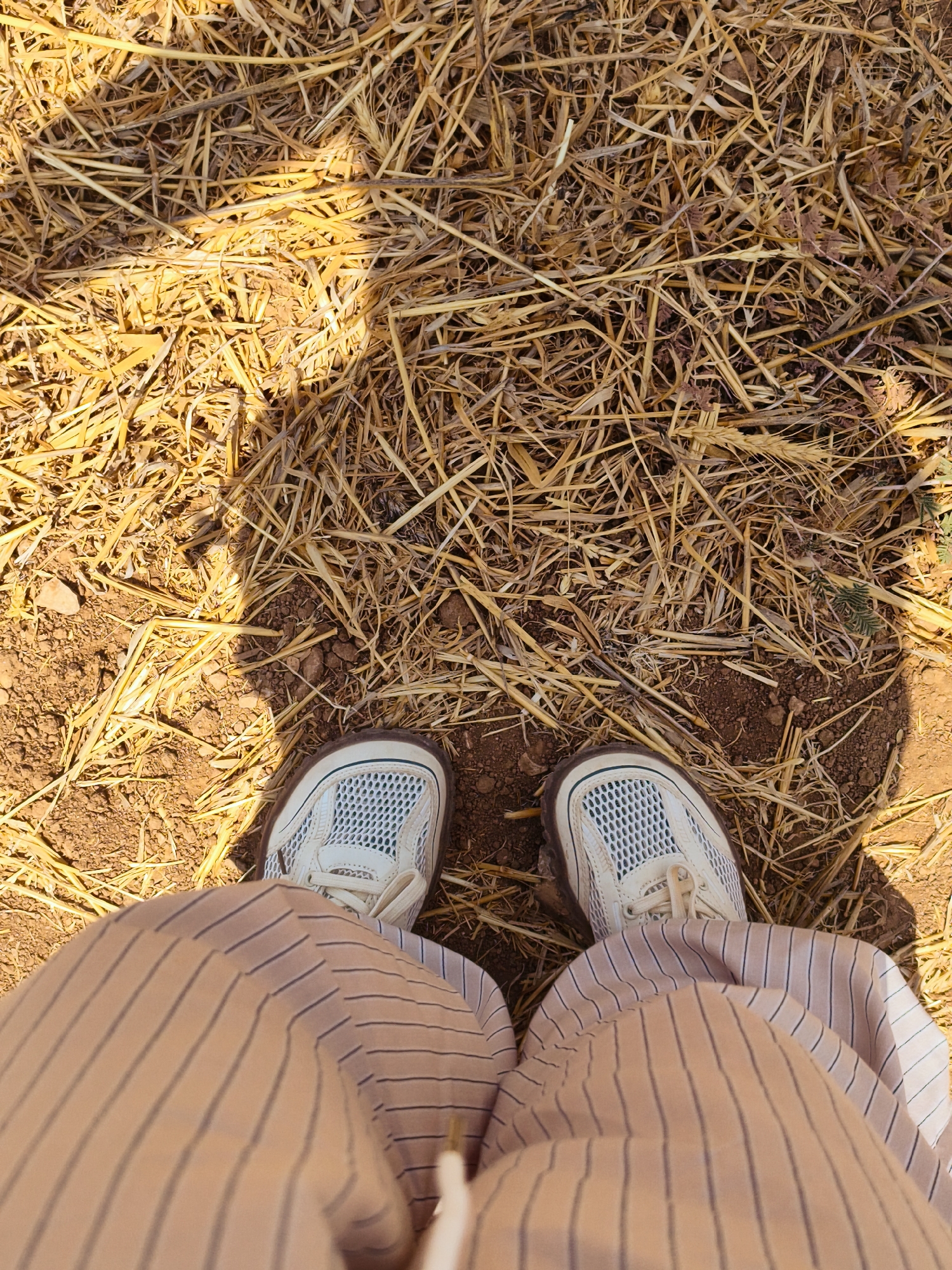 A person's legs are shown from a top-down perspective, standing on dry, light-brown straw and dirt. They are wearing light-colored athletic shoes with white laces and mesh detailing, and light-brown pants with thin, dark vertical stripes. The ground is covered in a thick layer of dried grass and straw, with patches of exposed brown soil. A shadow is cast across the straw and dirt, suggesting sunlight from the side. The image appears to have been taken outdoors, in a rural or agricultural setting, potentially in the Lachish Regional Council area of Israel, known for its agricultural landscapes.