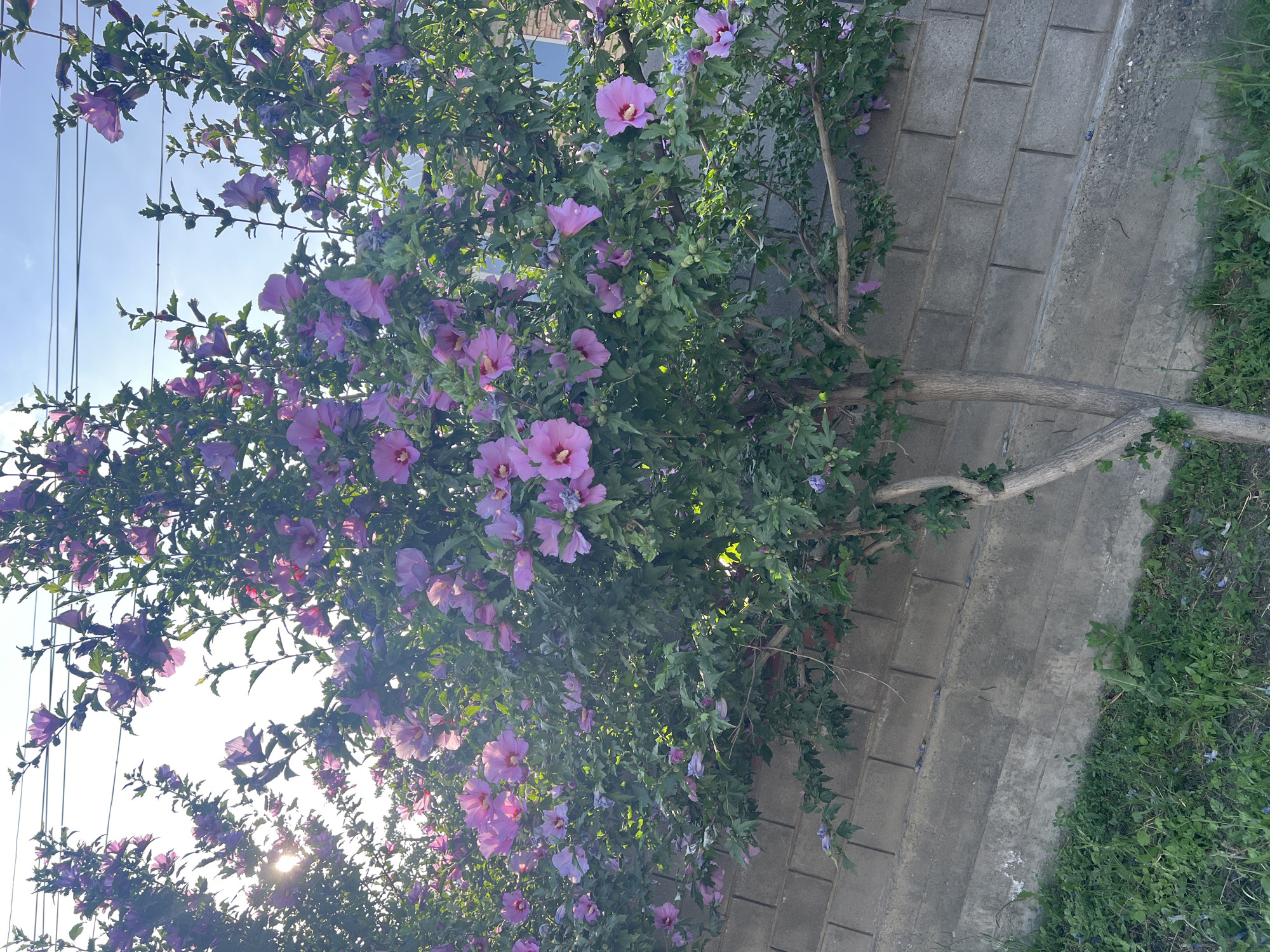 The image shows a close-up view of a flowering bush with numerous vibrant pink and purple blossoms against a backdrop of green leaves. The bush is positioned outdoors, adjacent to a paved walkway made of grey rectangular bricks. Sunlight filters through the foliage, creating a dappled effect and highlighting the delicate petals of the flowers. To the right of the walkway, there is a patch of green grass. The sky is visible at the top left, appearing bright and clear, suggesting it is daytime. The overall scene conveys a sense of natural beauty and tranquility. There is no visible text in the image.