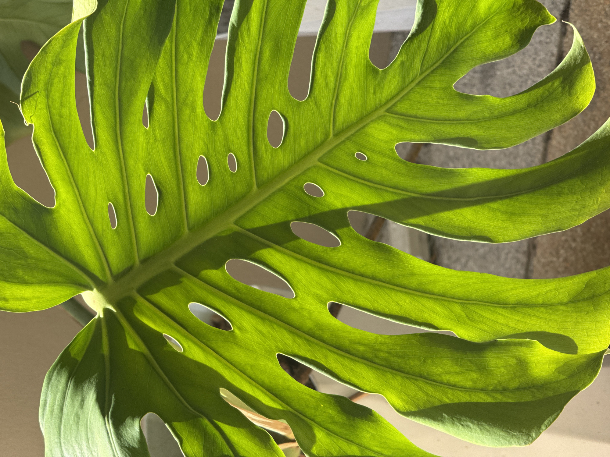 A close-up, low-angle shot shows the underside of a large, vibrant green monstera leaf, illuminated by sunlight filtering through its characteristic holes. The leaf's prominent veins and textured surface are visible, with shadows cast by the sunlight creating a play of light and dark. The background is blurred, hinting at an outdoor setting with a neutral-colored wall and possibly a stone or paved surface. There is no indication of any people or specific landmarks that would help pinpoint a location within Ko Samui District, Thailand. The image focuses solely on the botanical subject.