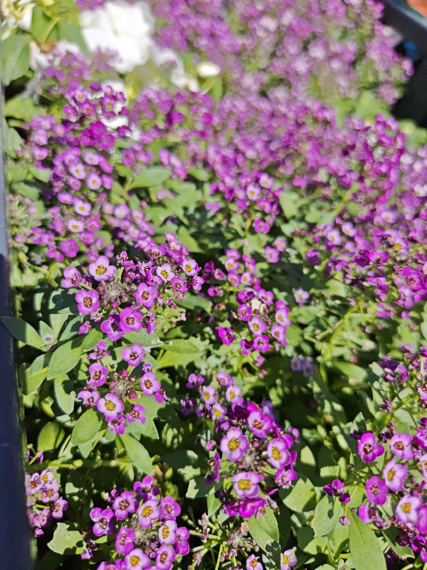 A close-up, overhead shot captures a dense patch of blooming sweet alyssum flowers. The flowers are small and a vibrant shade of purple, with delicate yellow centers. They grow in clusters, forming a lush carpet punctuated by green leaves. The sunlight casts shadows across the foliage, creating a dappled effect. The image appears to be taken outdoors, possibly in a garden or park setting. There are no people or animals visible in the frame. The focus is on the flowers, with the background appearing slightly blurred.