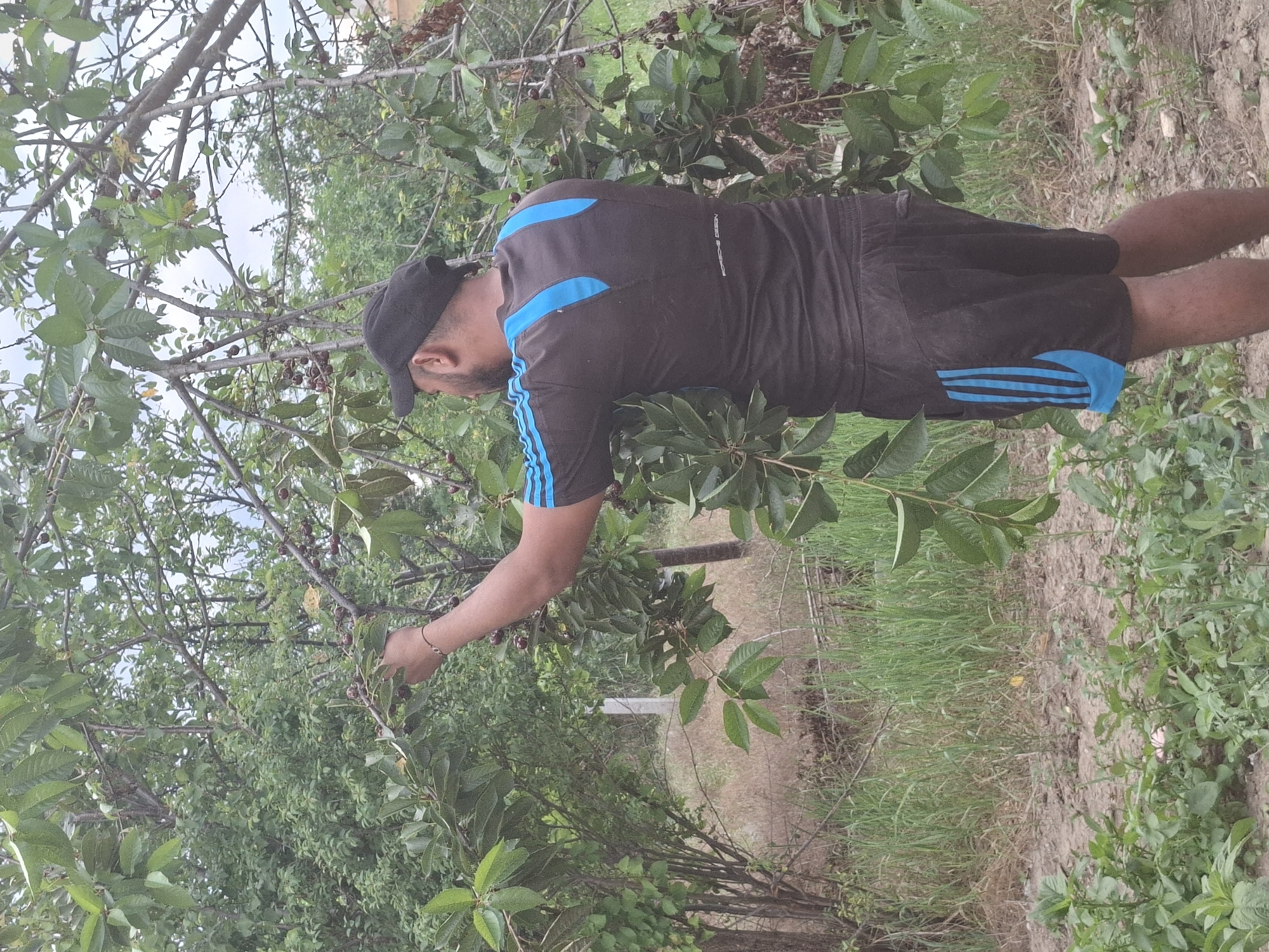A man is picking cherries from a tree in Dolna Malina, Bulgaria. He is wearing a black baseball cap, a black long-sleeved shirt with blue stripes on the sleeves and back, and black shorts with blue stripes on the sides. He is reaching up to pick cherries with his right hand. The tree has green leaves and red cherries. The ground is covered in dry grass and dirt. In the background, there are more trees and bushes.
