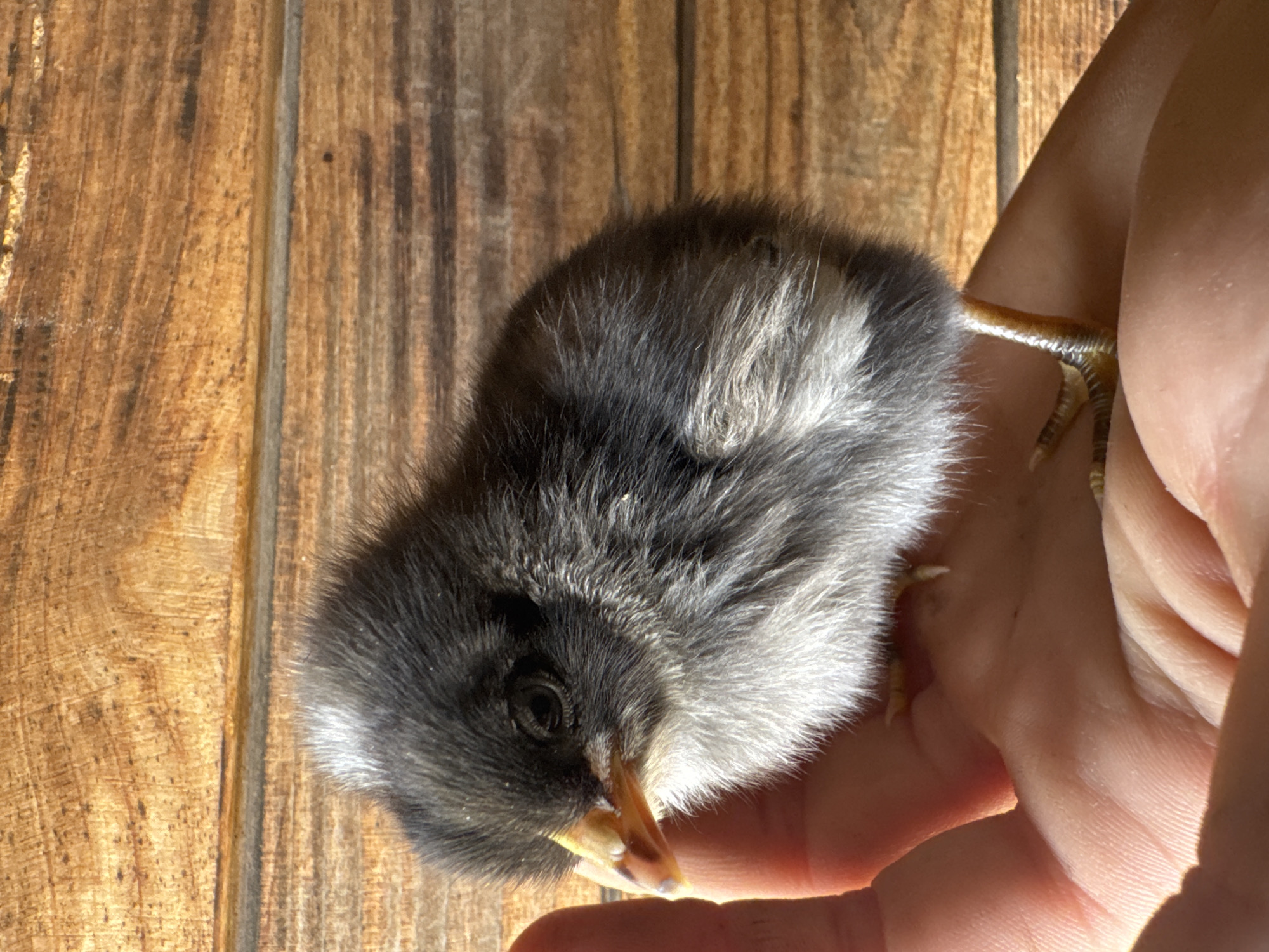 A young chick with dark gray and white down is held in a person's hand. The chick is perched on the palm, facing right. Its beak is yellow and slightly open. The background consists of wooden planks. The image was taken in Shcherbanka, Ukraine.
