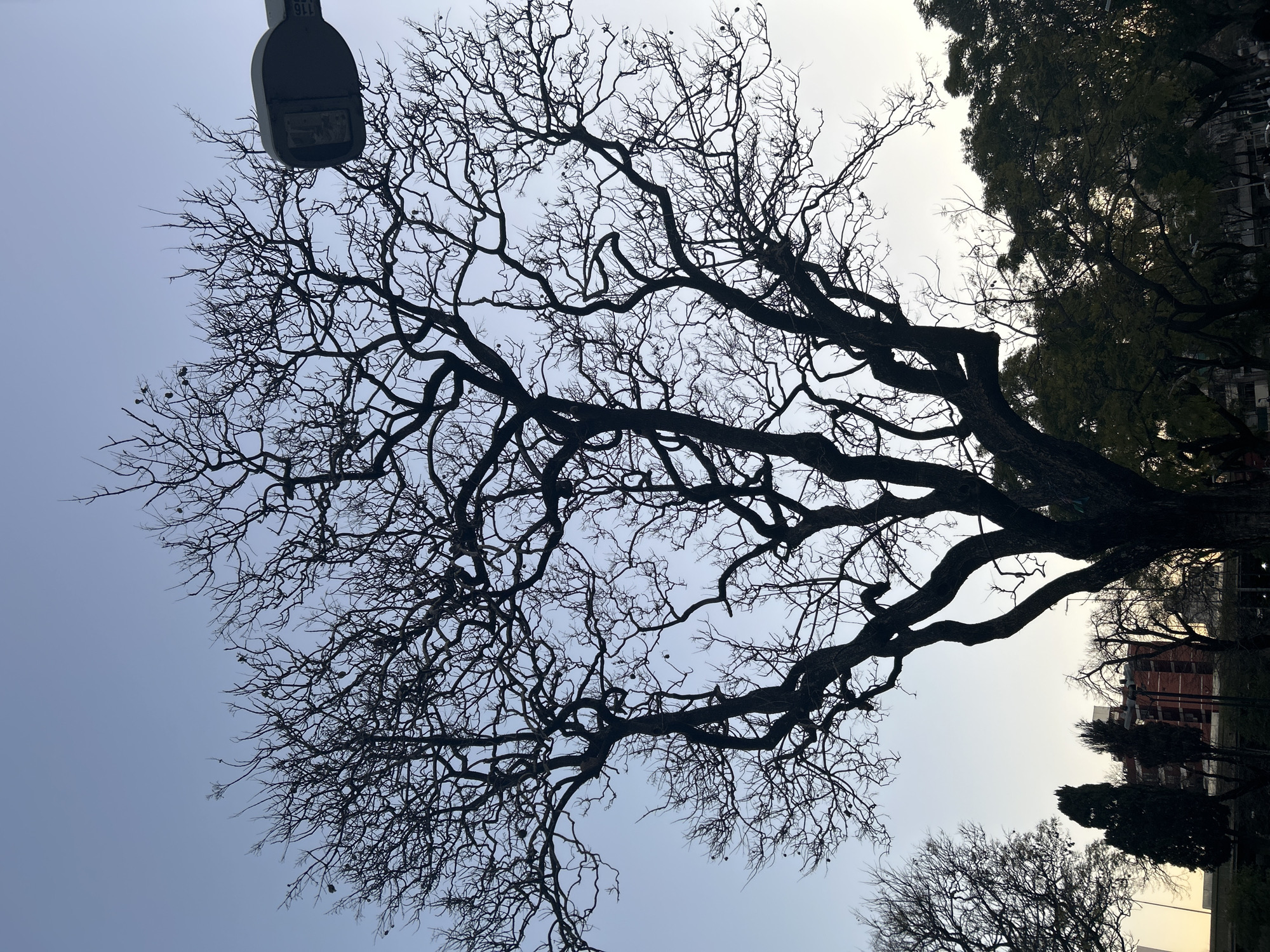 This is a medium shot, outdoor, vertical photograph of a large, leafless tree silhouetted against a clear, pale blue sky at dusk in Buenos Aires, Argentina. The tree's branches spread wide and intricate, creating a stark, dark silhouette. A modern street lamp is partially visible in the upper right corner of the frame, also silhouetted. In the background, below the tree canopy and silhouetted against the lighter sky, are buildings and other trees. Some of the trees in the background have foliage, appearing darker and denser than the leafless tree in the foreground. A single, multi-story red brick building with visible windows is apparent behind the bare branches in the mid-background. The overall impression is one of an urban park or street setting transitioning from day to night.