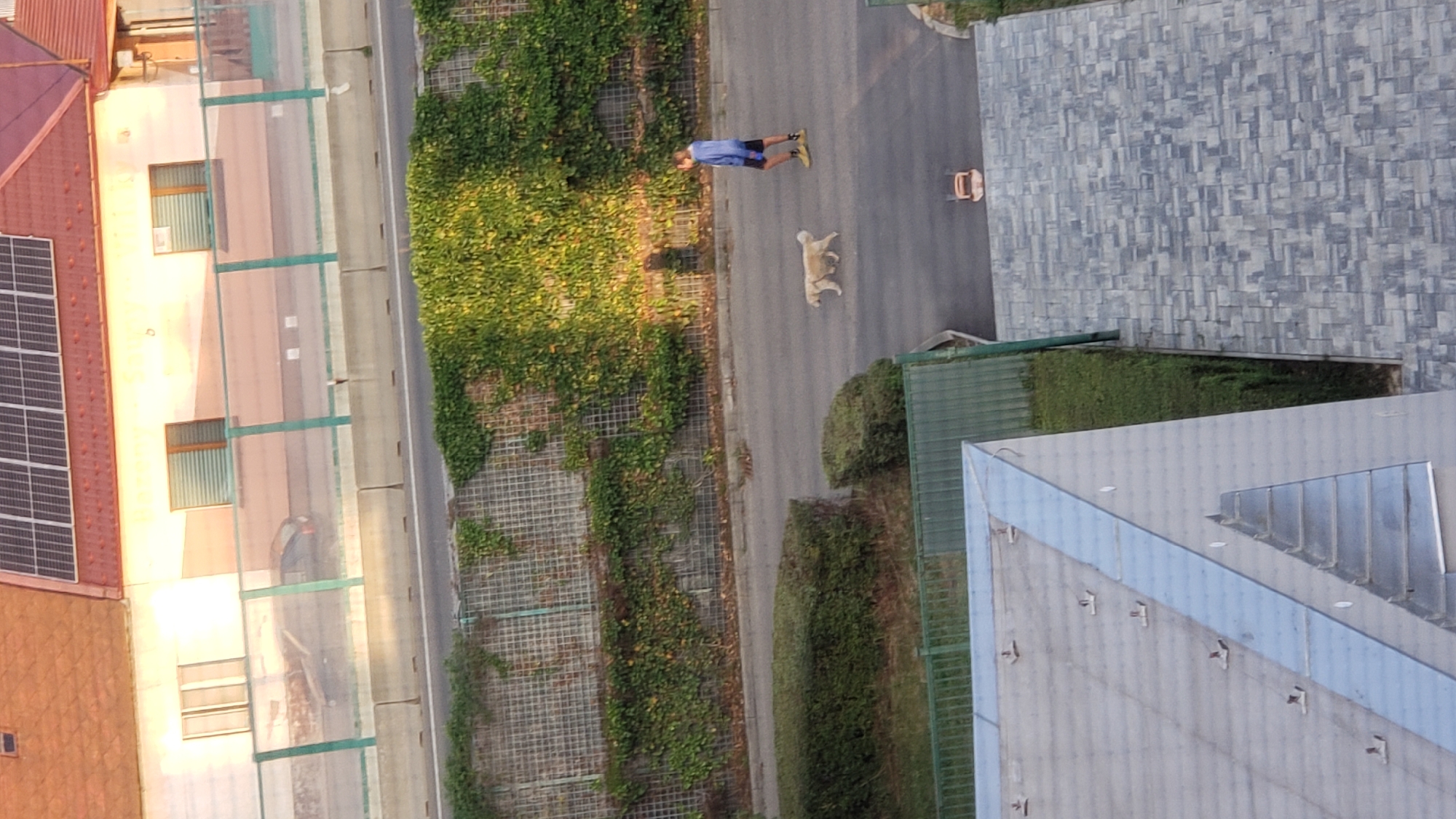 The image shows an outdoor scene with a person walking a dog on a paved surface. In the background, there is a building with solar panels on the roof and a green fence. There are also some bushes and a wall covered in ivy. The overall impression is that of a residential or semi-urban area.