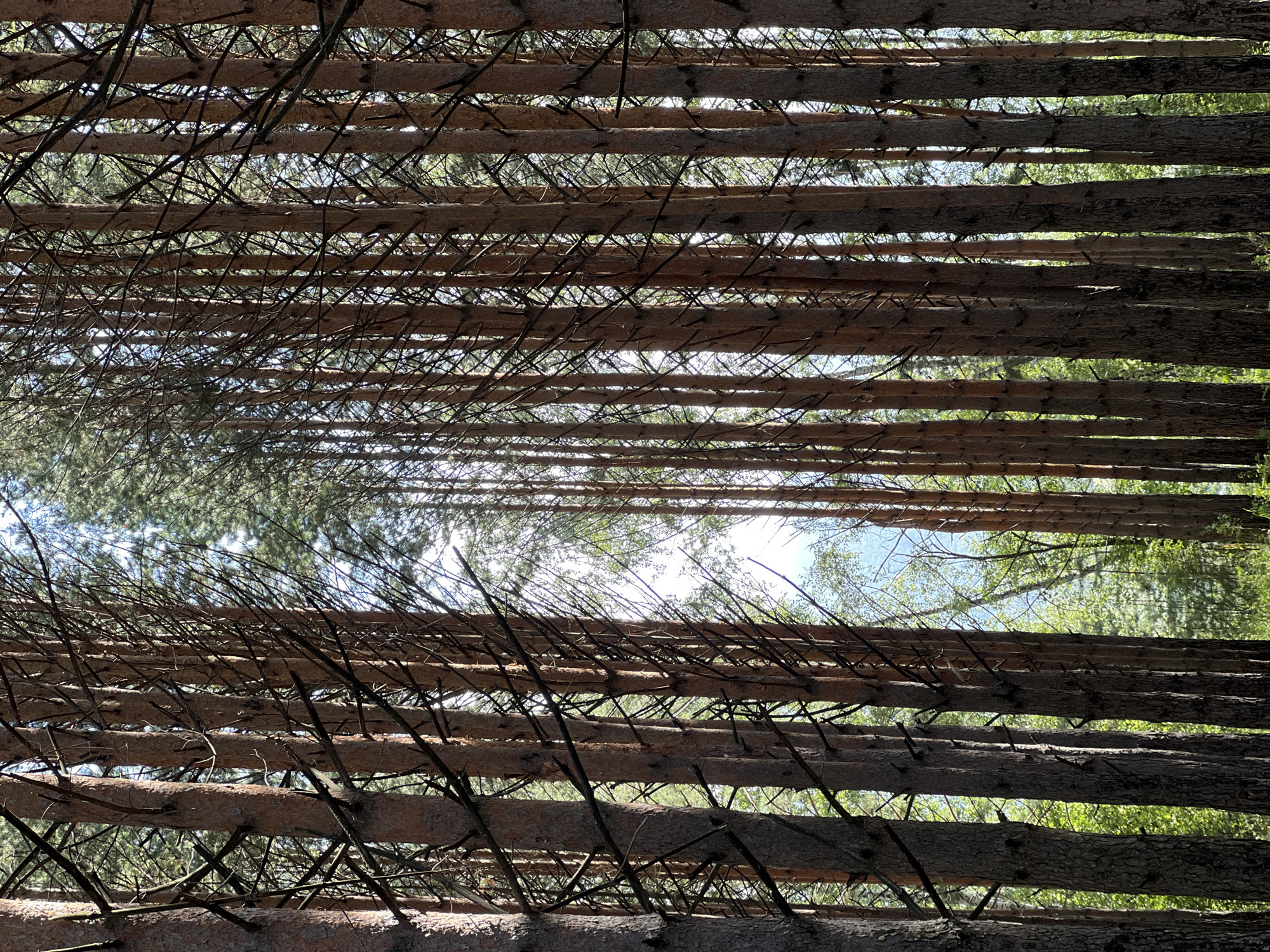 The image depicts a dense forest of tall, slender pine trees. The trees are closely spaced, with their trunks forming a textured vertical pattern. Sunlight filters through the canopy, creating dappled light and shadow on the forest floor and tree trunks. The undergrowth appears lush and green, indicating a healthy forest ecosystem. In the background, the hazy outline of distant hills can be seen, suggesting a natural, undeveloped area. The scene is serene and evokes a sense of wilderness.
This image likely shows a part of the Stolby Nature Reserve, which is located within the city limits of Krasnoyarsk, Russia. The Stolby Nature Reserve is a protected area known for its unique rock formations and vast pine forests, characteristic of the Siberian taiga. The dense pine forest depicted is a common sight within this reserve.