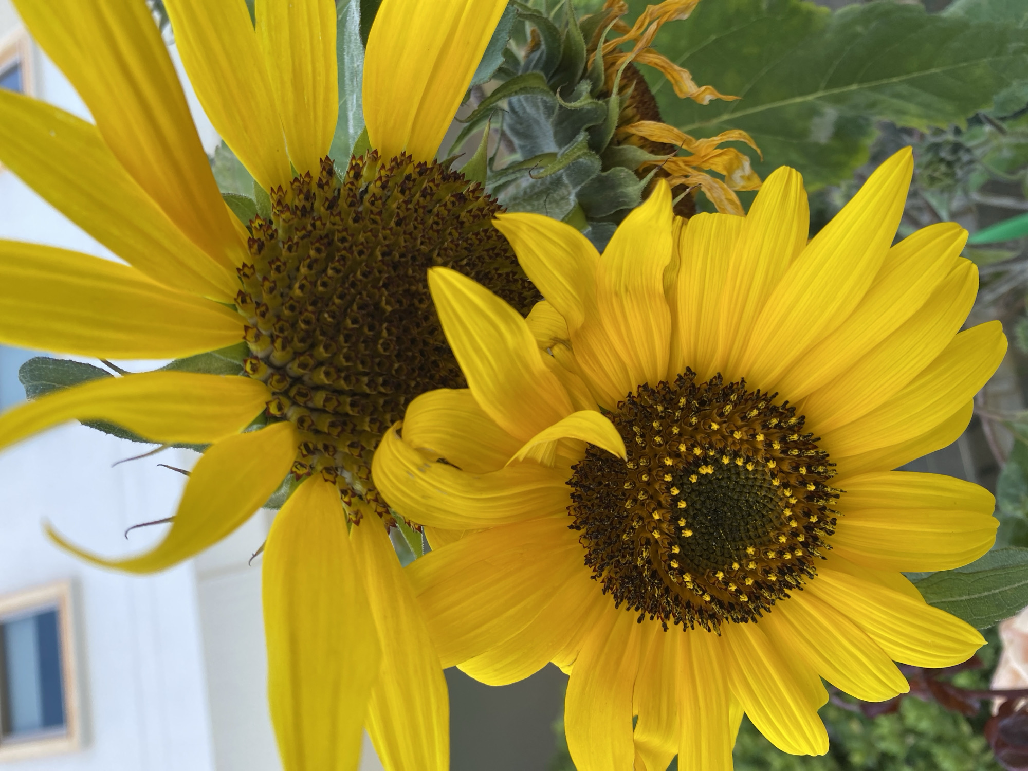 This close-up photograph features two vibrant yellow sunflowers, with their heads angled and extending diagonally across the frame. The sunflower on the right is in sharp focus, showcasing its distinct, dark brown and black seed head dotted with small golden-yellow florets, encircled by numerous radiant yellow petals. The sunflower on the left is positioned slightly behind and to the left, appearing a bit softer in focus, but still clearly displaying its similar dark center and bright yellow petals.
In the mid-ground, blurred green foliage and parts of what appear to be spent or wilting sunflowers add texture and natural context. To the far left, a light-colored building or wall with a distinct rectangular window can be seen out of focus, suggesting an outdoor setting, possibly a garden or balcony. The bright and clear lighting indicates a sunny daytime. The scene evokes a sense of natural beauty and could be a snapshot from Alanya, Turkey. There is no visible text in the image.