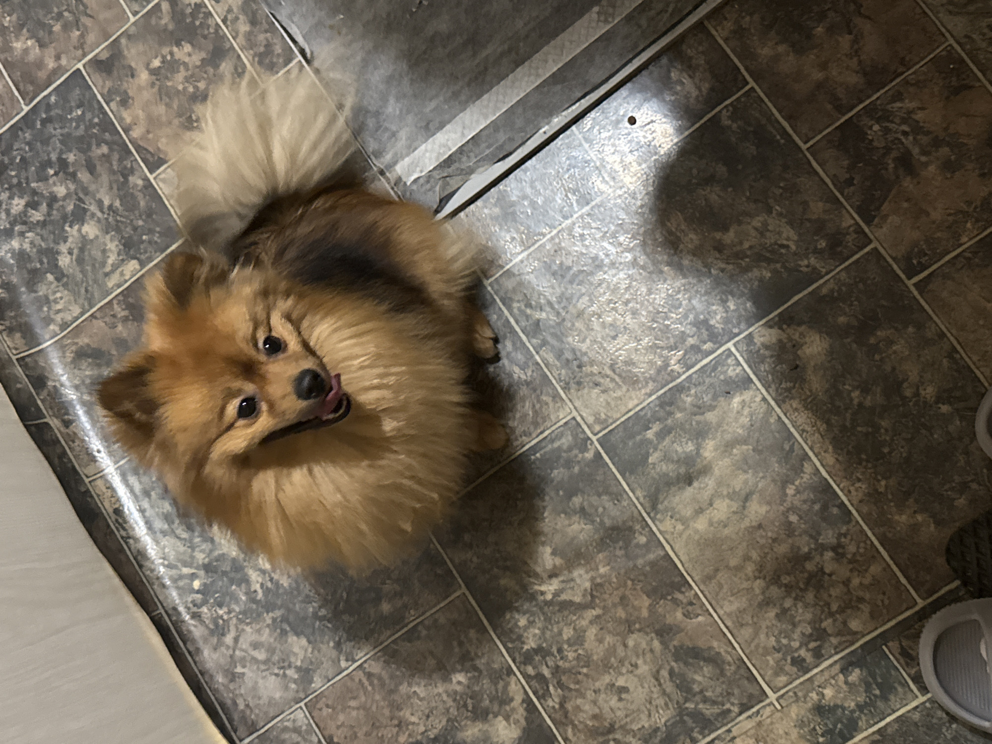 A Pomeranian dog stands on a gray tile floor with white grout lines. The dog is predominantly brown with a lighter-colored tail. Part of a white object is visible in the lower left corner, and a metallic object is present in the upper center of the image.
There is no information to deduce the location in the city of Moscow, Russia.