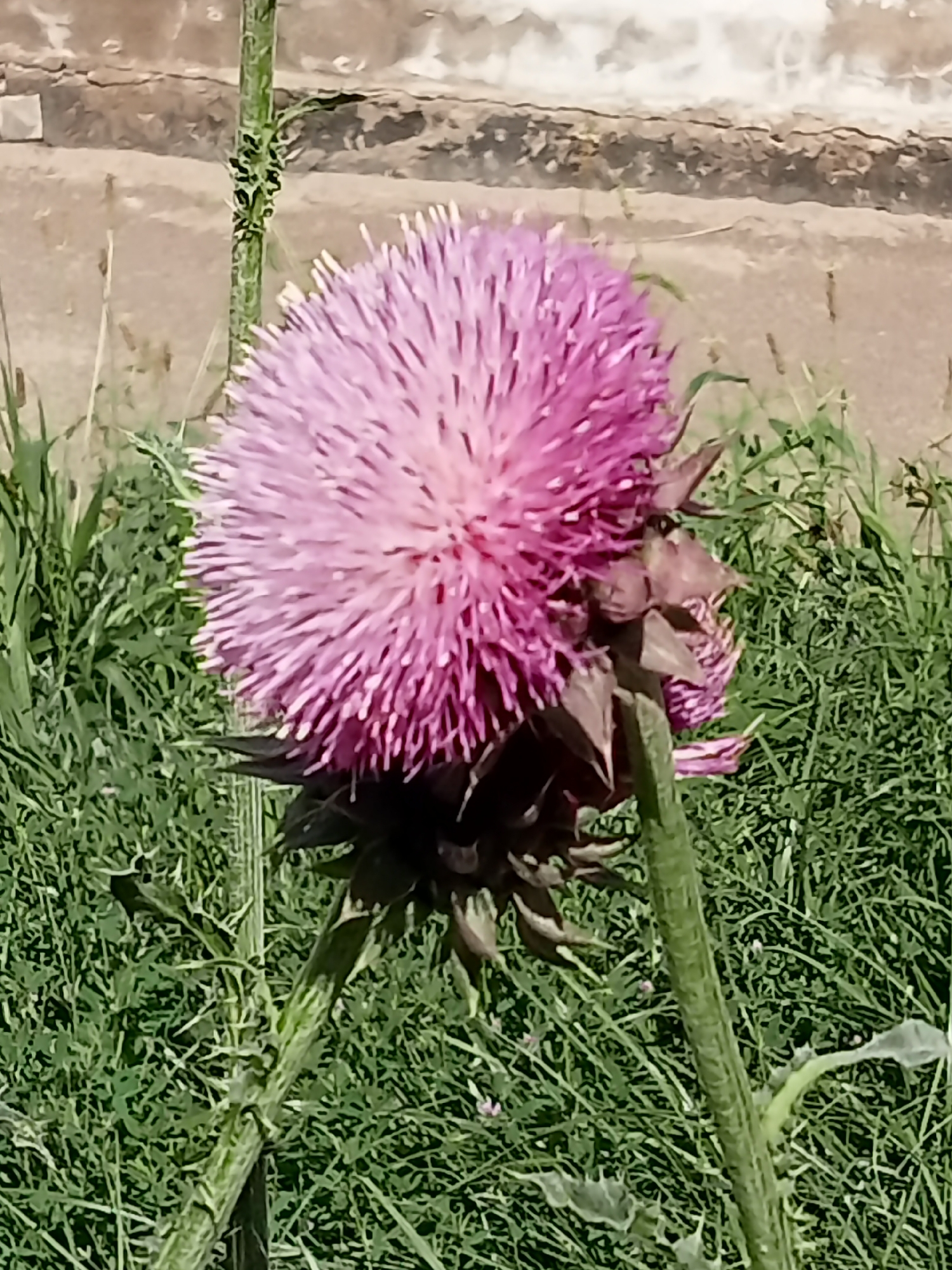 A close-up, vertical shot captures a vibrant, spherical pink thistle bloom. The flower's spiky petals radiate outwards, creating a fuzzy texture. Beneath the bloom, dark green, spiky bracts cradle the flower head. The plant's thick, green stem, covered in smaller thorns, stands tall. The background consists of blurred green foliage, suggesting a natural or park-like setting. In the far background, a rough, beige-colored wall with visible texture and some vertical posts can be observed. The image does not contain any identifiable landmarks that would place it specifically within Almaty, Kazakhstan. No people or animals are visible.