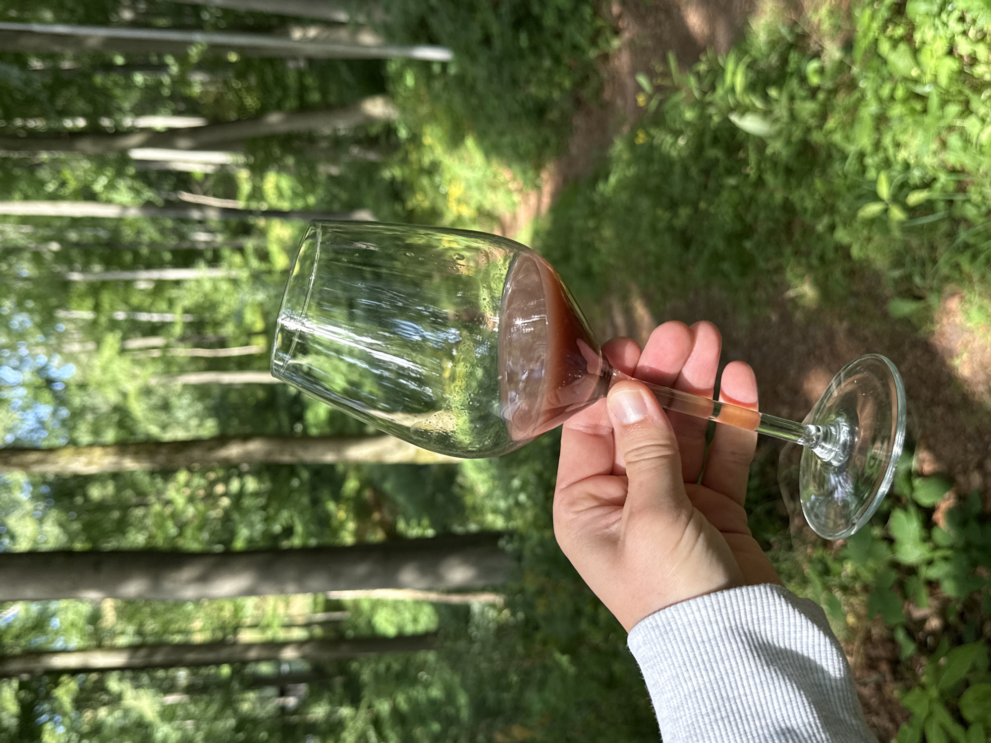 A person's hand, wearing a grey sweater, holds a stemmed wine glass filled with a reddish-brown liquid. The background is a sun-dappled forest with tall trees and lush green undergrowth. A narrow, dirt path winds through the trees. The scene is likely located in the forests surrounding Bad Sachsa, Germany, a town known for its natural beauty and hiking trails.