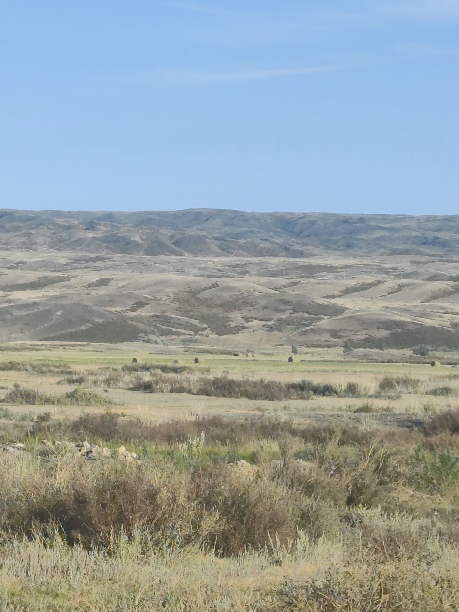 The image depicts a vast, arid landscape under a clear blue sky. In the foreground, dry, wispy vegetation and shrubs dominate the scene, with some patches of dry grass and sparse green growth. In the middle ground, a flat, grassy field stretches out, dotted with several large, round hay bales. Beyond the field, rolling hills covered in dry grass and scrub rise and fall, creating a textured, undulating topography. Further in the distance, a mountain range with softer, more rounded contours forms the horizon, its peaks softened by atmospheric haze. The overall impression is one of a remote, open, and sparsely vegetated rural environment in Kazakhstan.